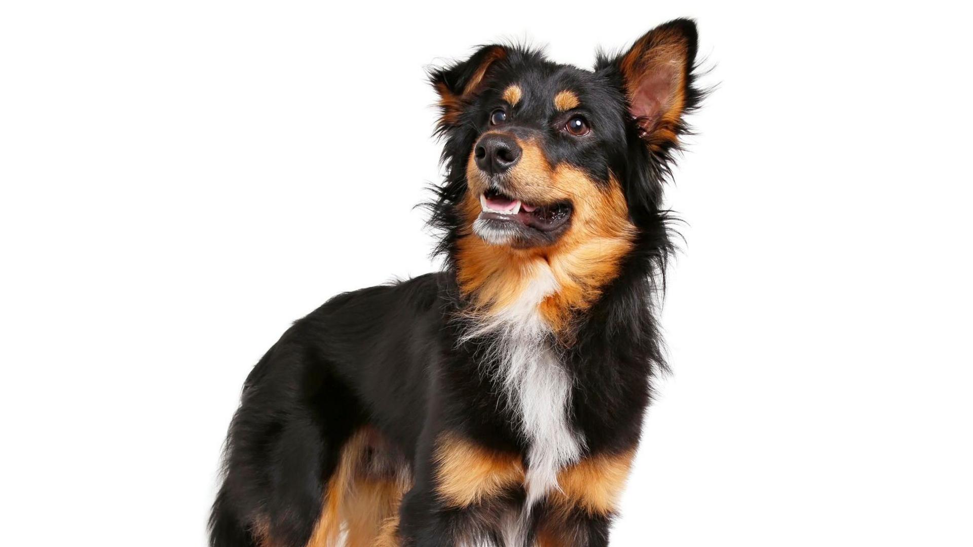 collie dog listening to something with one ear raised