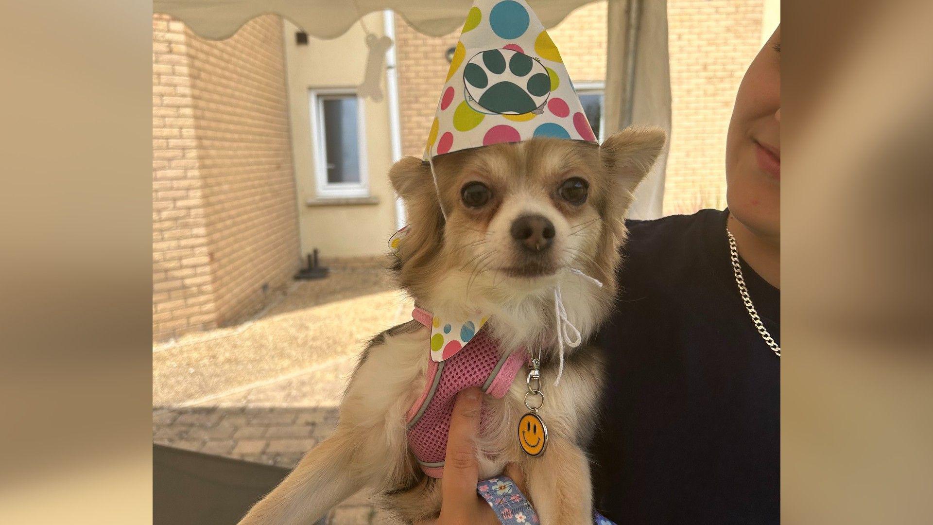 A light brown dog wearing a colourful party hat