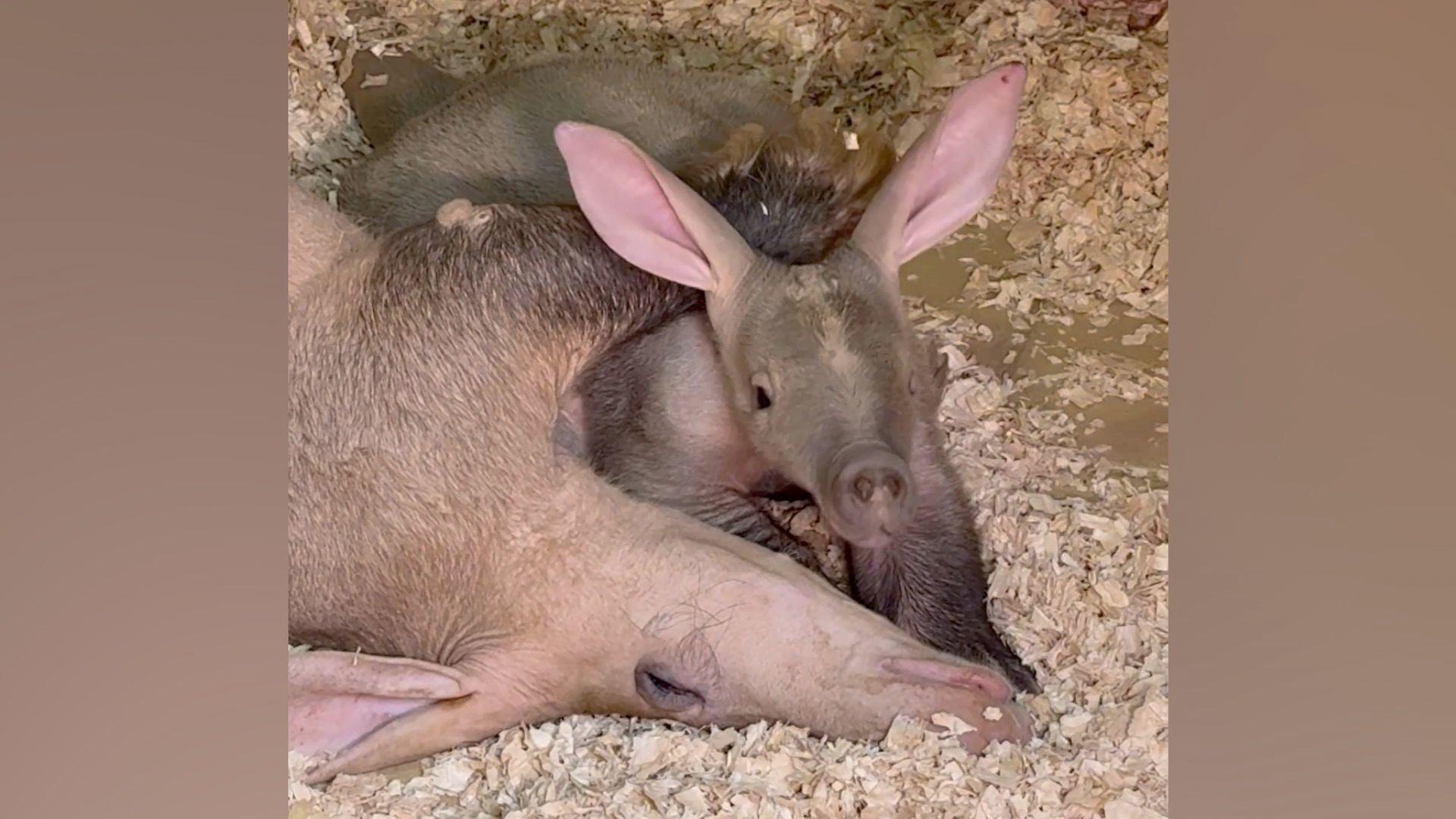 A baby aardvark called Roo, looking at the camera. She is lying next to her mother, called OQ, and the pair of them are lying down in sawdust and wood chippings.