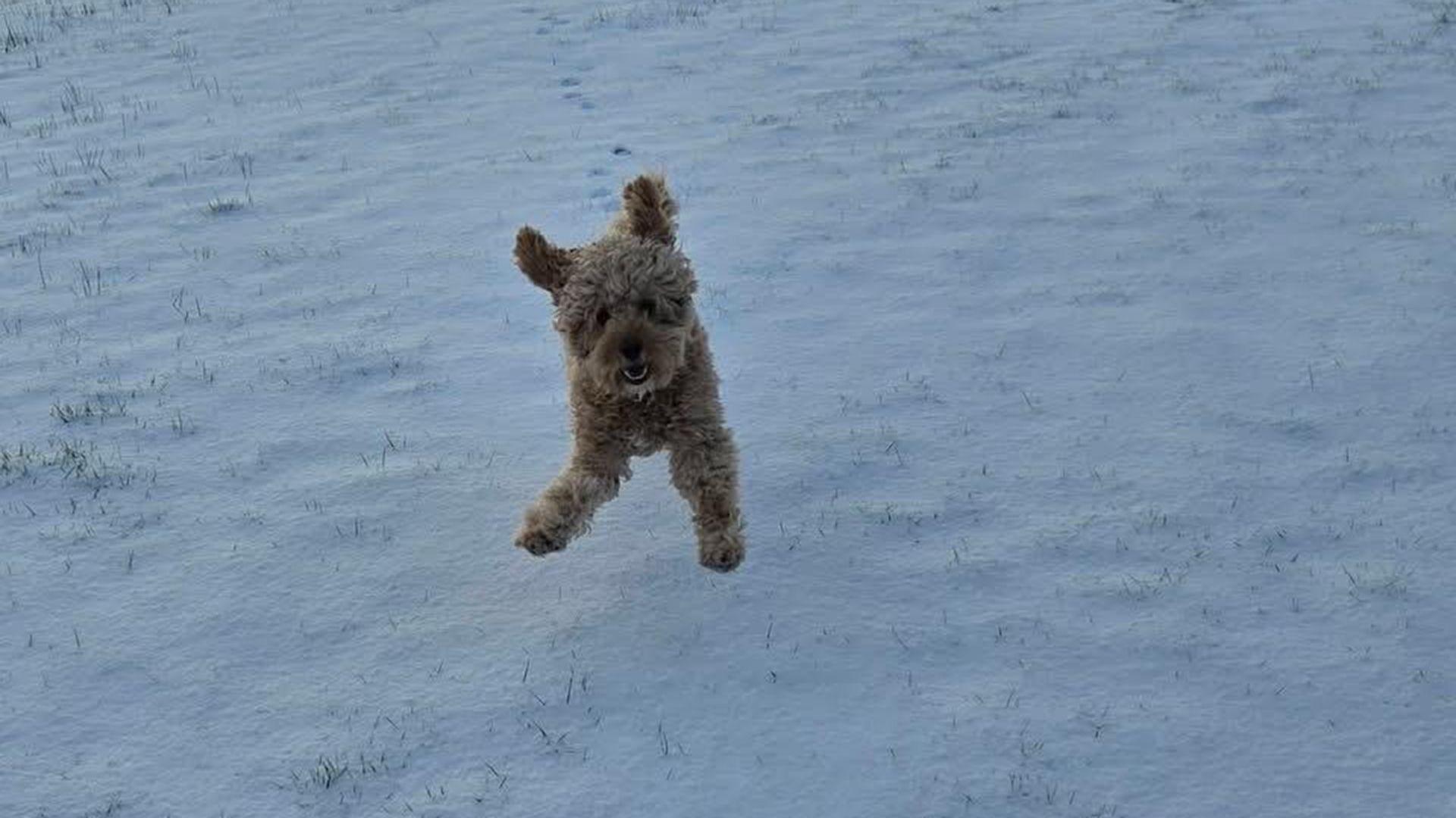 Ci yn neidio yn yr eira