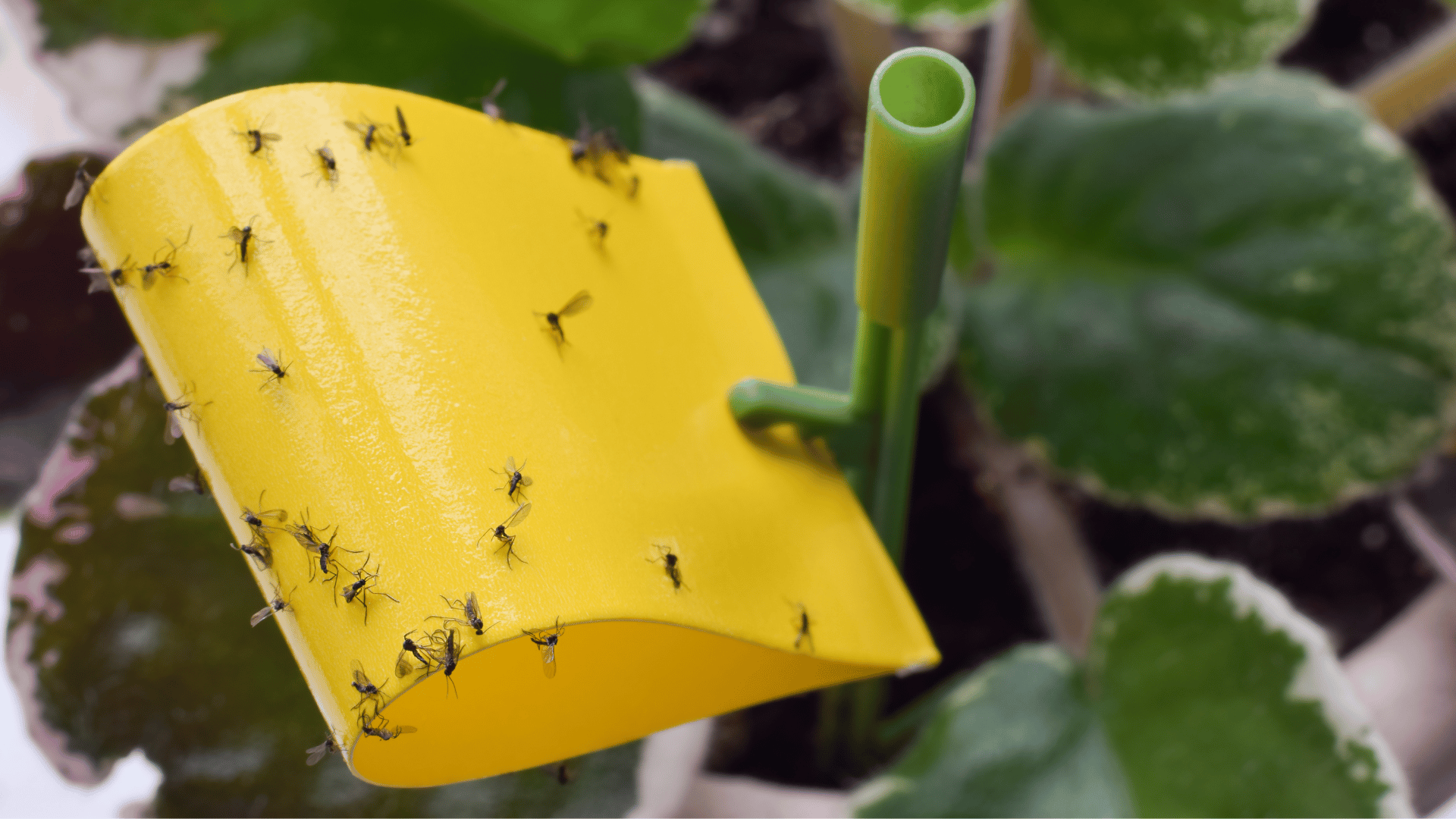 Image shows fungus gnats on a houseplant