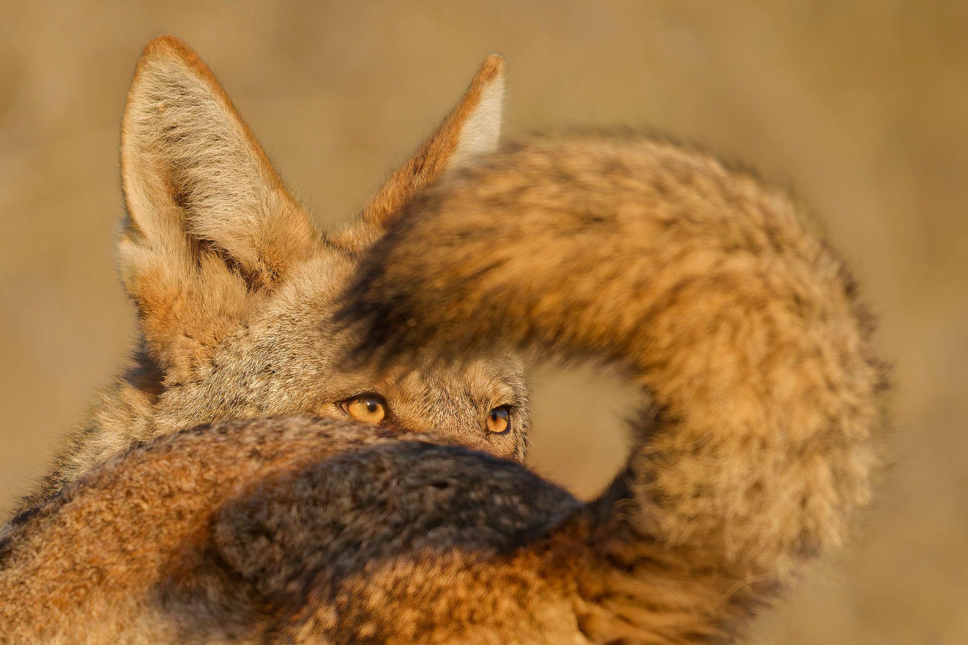 A close-up of a male coyote’s amber eye, framed by the sweeping black-tipped tail of a nearby female. Both coyotes are partially visible in soft natural light.