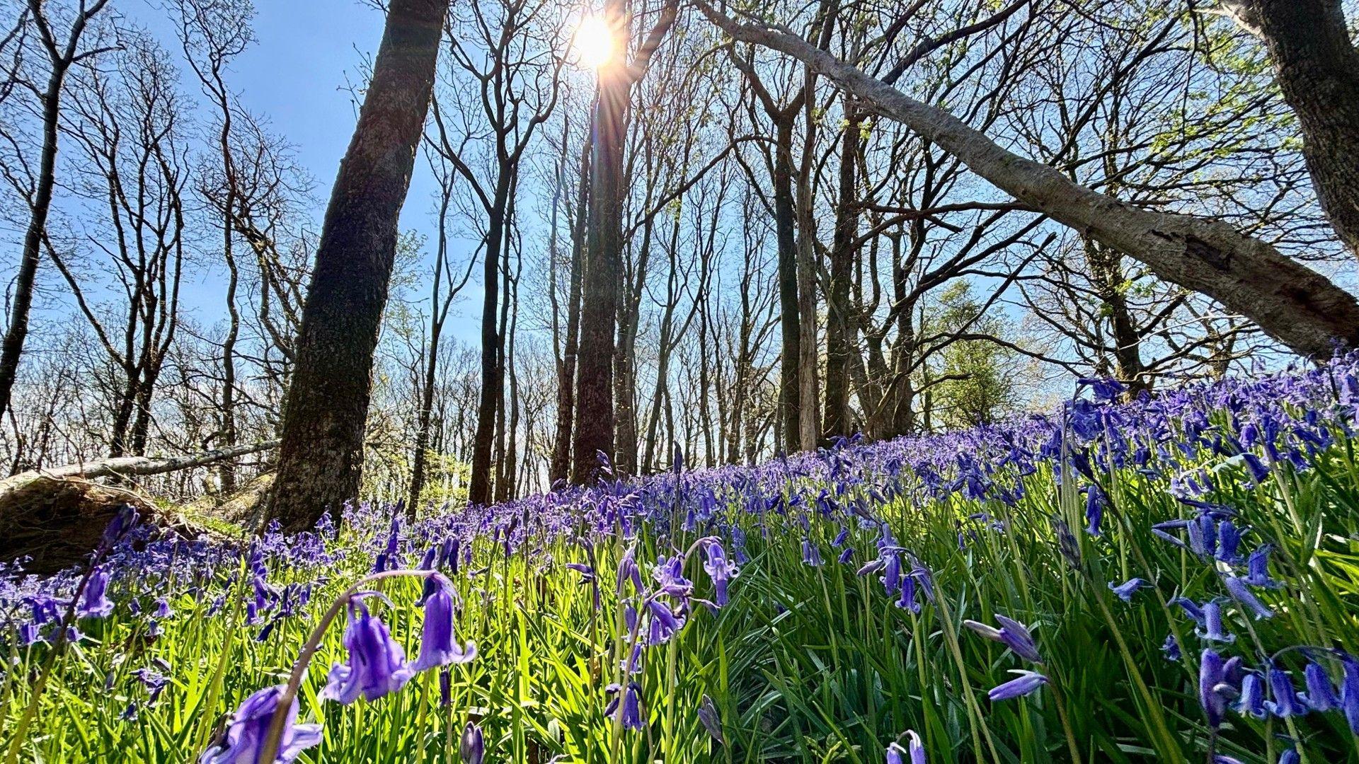 A hillside covered in bluebells with bare trees in the background and a blue sky and sunshine overhead