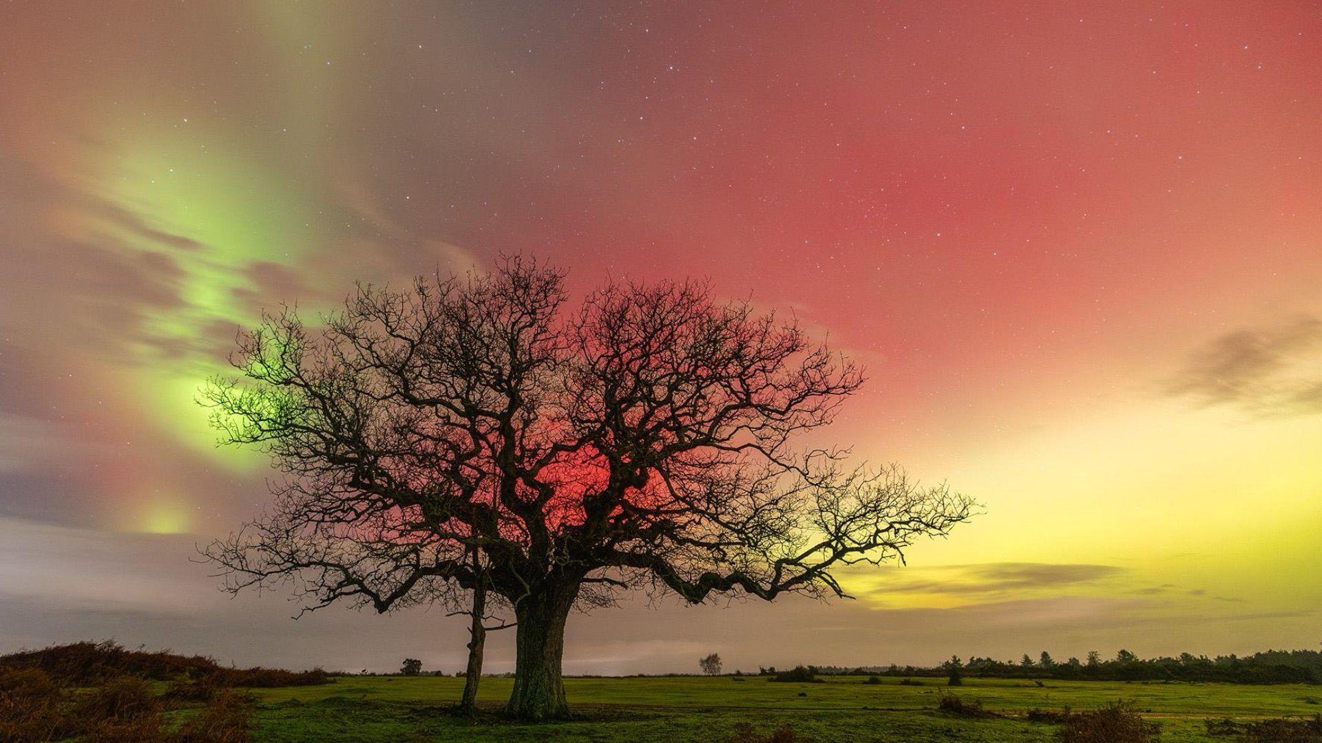 A tree with a yellow, green and red sky.