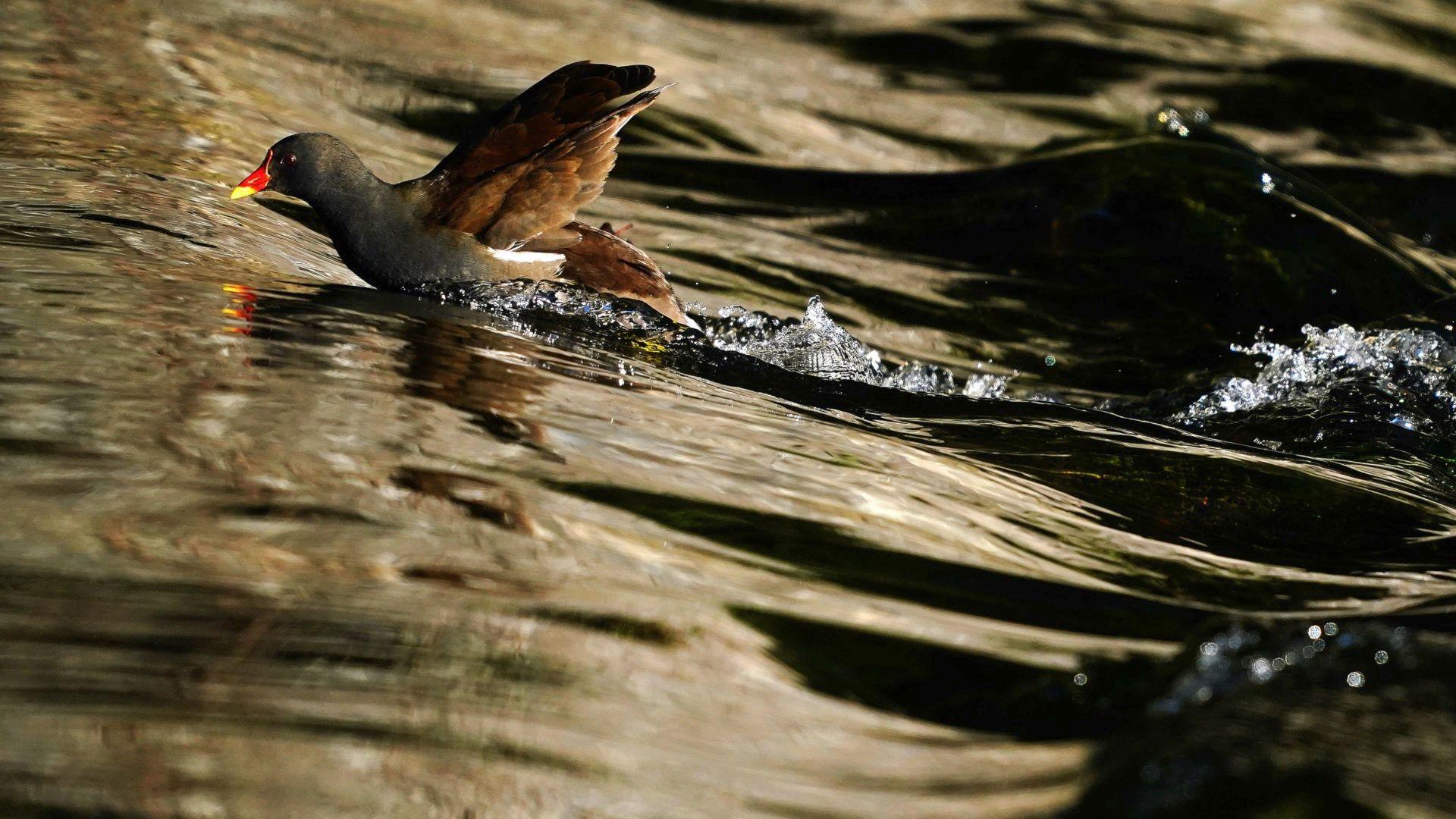 A moorhen struggles against the current in a river.