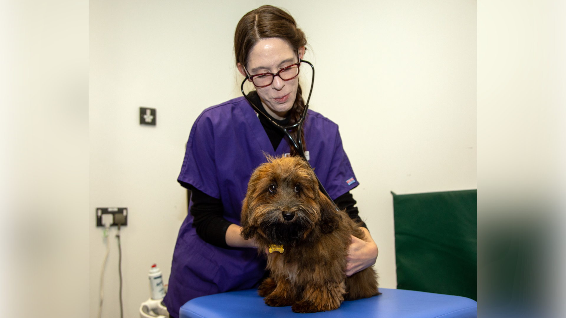 A University of Cambridge researcher in a purple veterinary overall listens to a dog's heart using a stethoscope. The brown long-haired dog is sitting on an examination table in front of her.