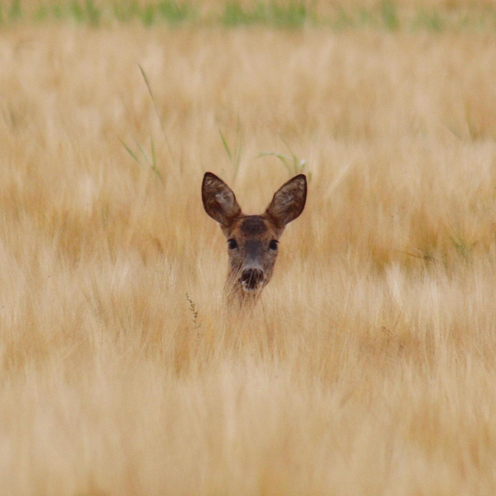 A small brown deer partially visible through a field of gold barley stalks. The deer's head and upper body are visible and it's ears are raised. It is staring straight at the camera.