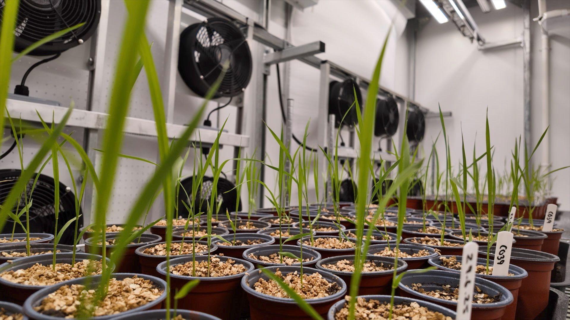 A close up view of rows of small rice plants in brown plastic pots. In the background are fans and lights that simulate weather conditions. There are tiny water droplets on the leaves of the rice plants