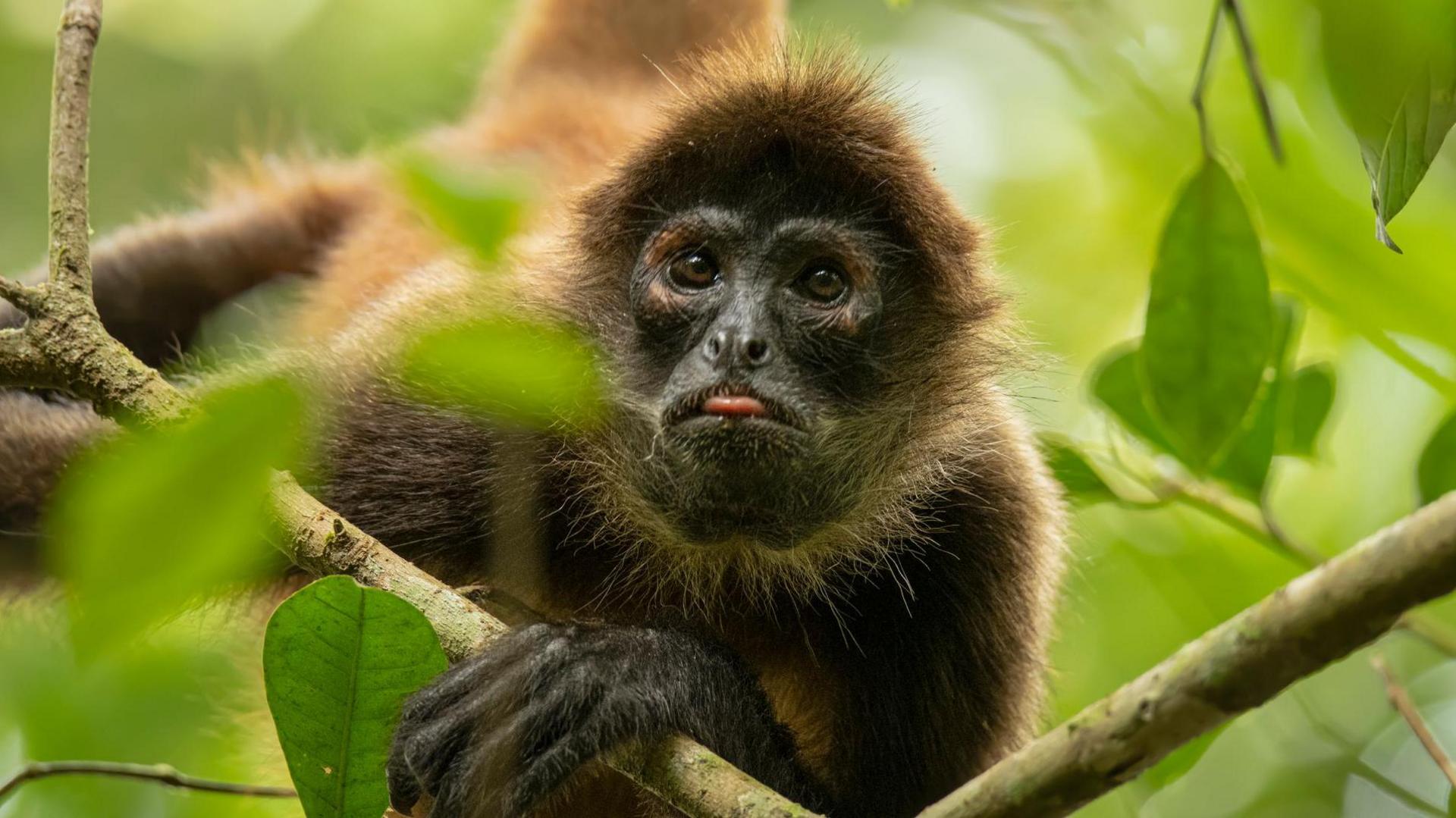a spider monkey with it's tongue out