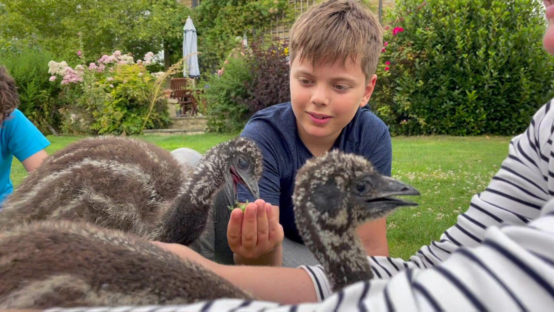 A nine-year-old boy crouches in what looks like a back garden and feeds two  adolescent emus, birds about the size of a large cat with grey and white feathers.