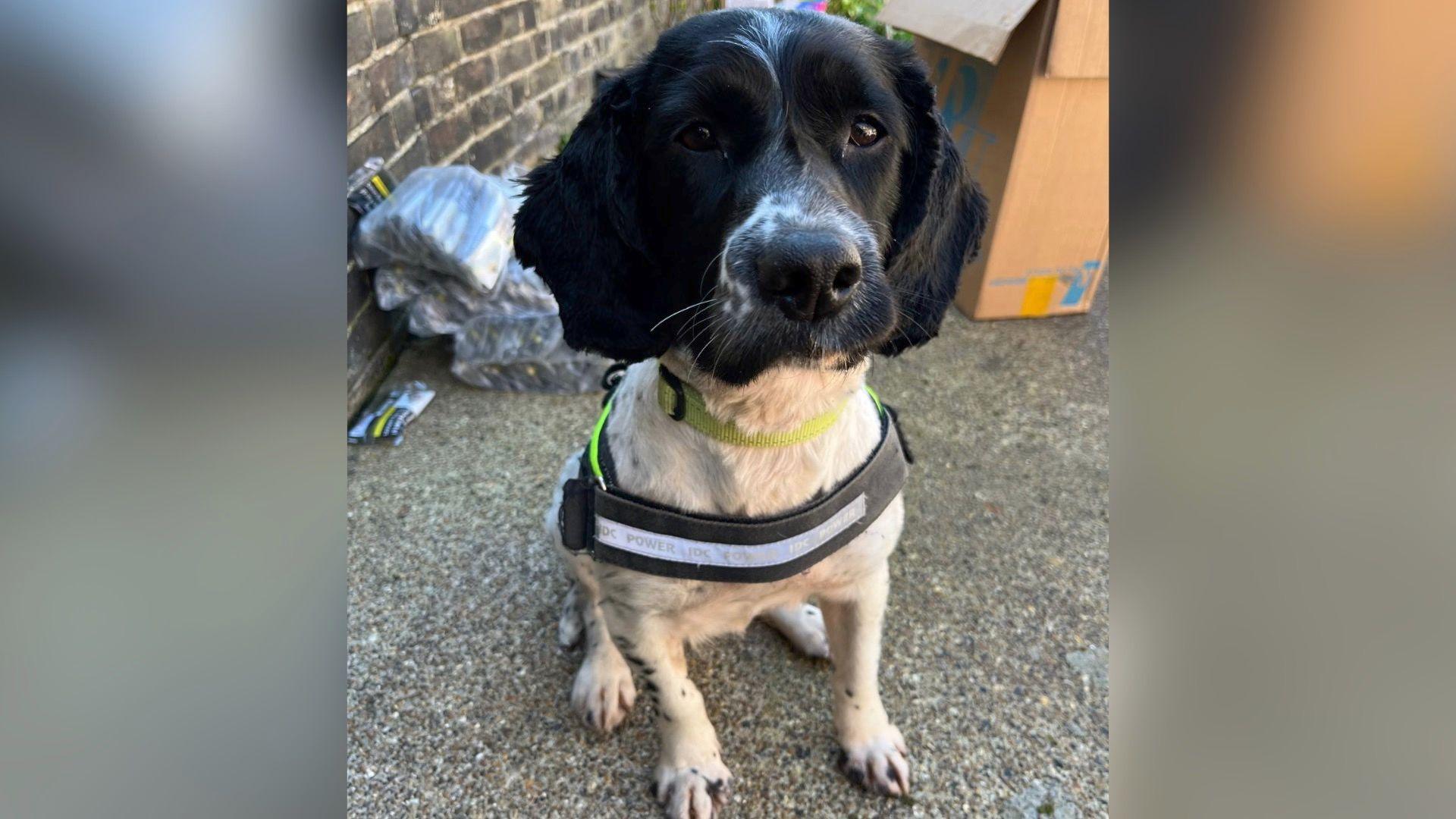 A black and white dog wearing a harness, sitting on the ground. Behind the dog is a brick wall, with some plastic-wrapped items and a cardboard box nearby. The dog is facing the camera directly.