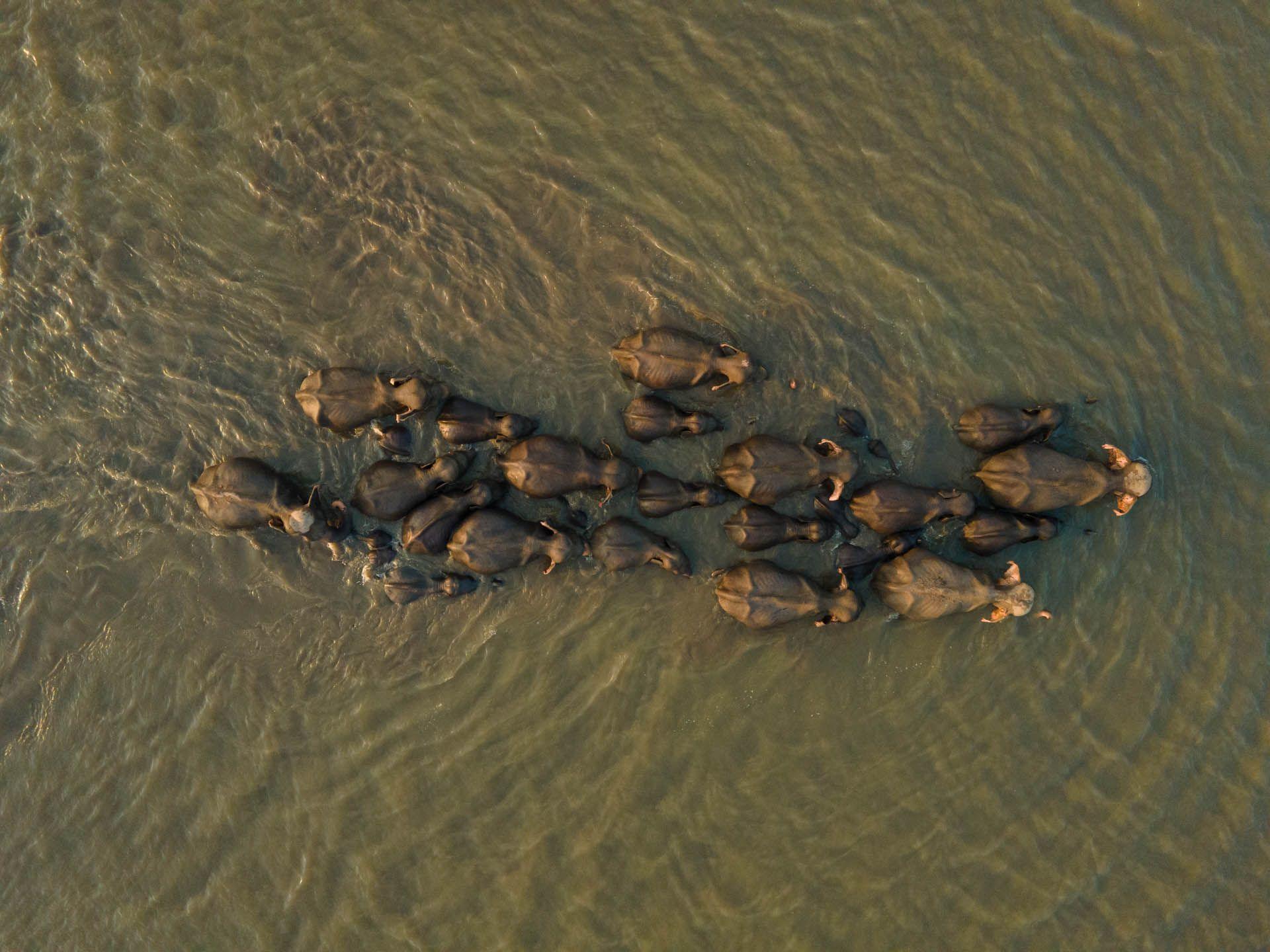 A drone image of a herd of elephants walking through a river