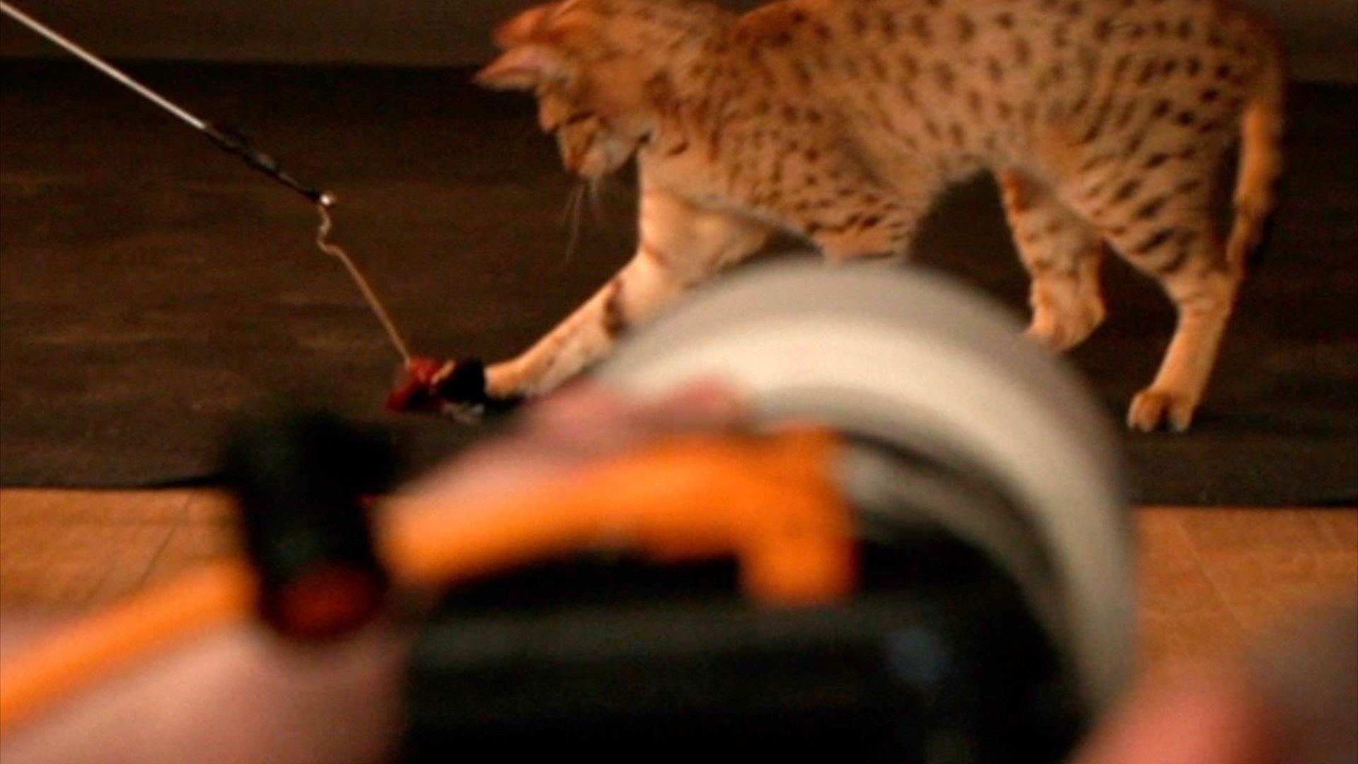 Tim Flach photographing a cat
