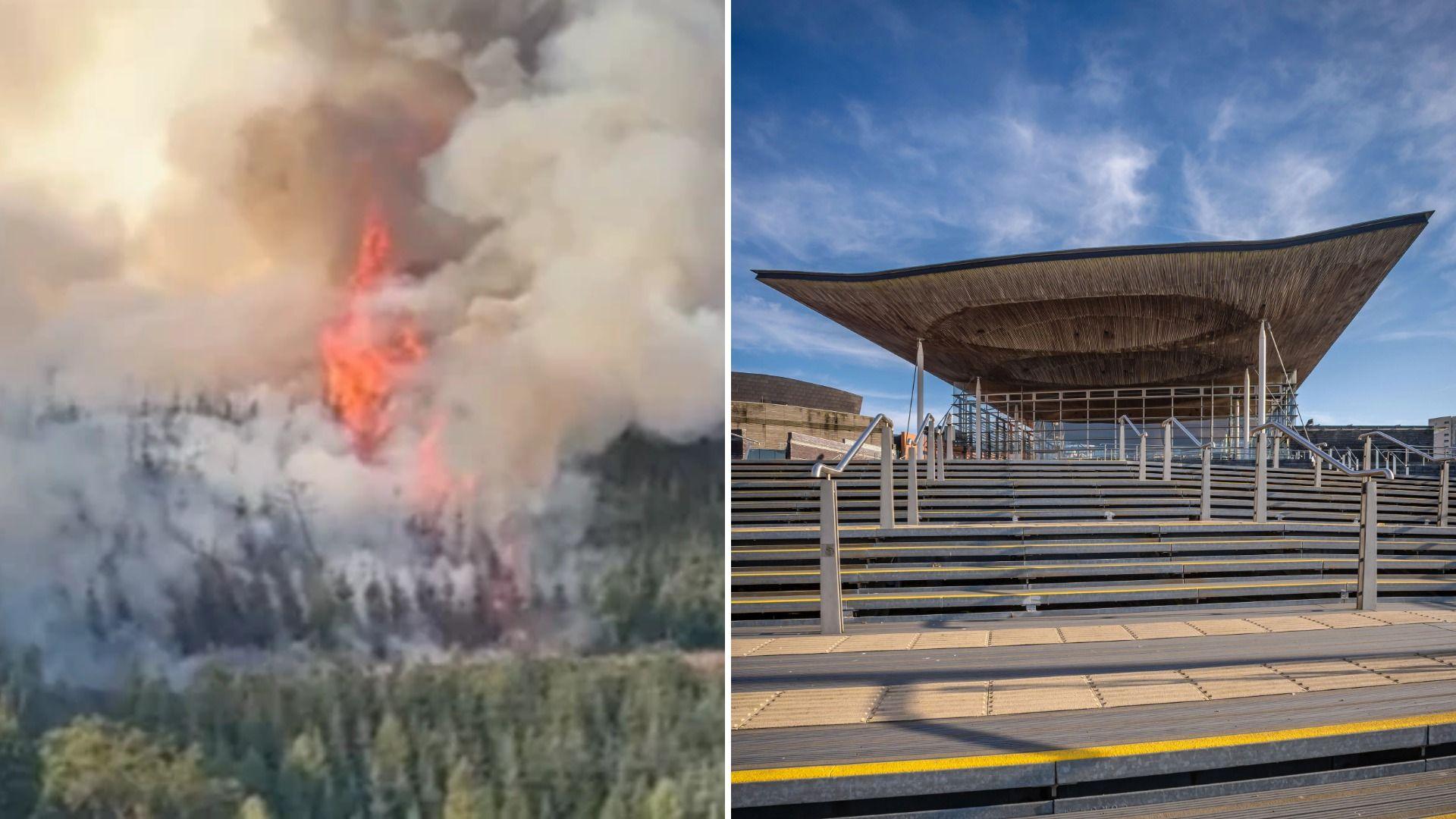 Tan gwyllt a'r Senedd