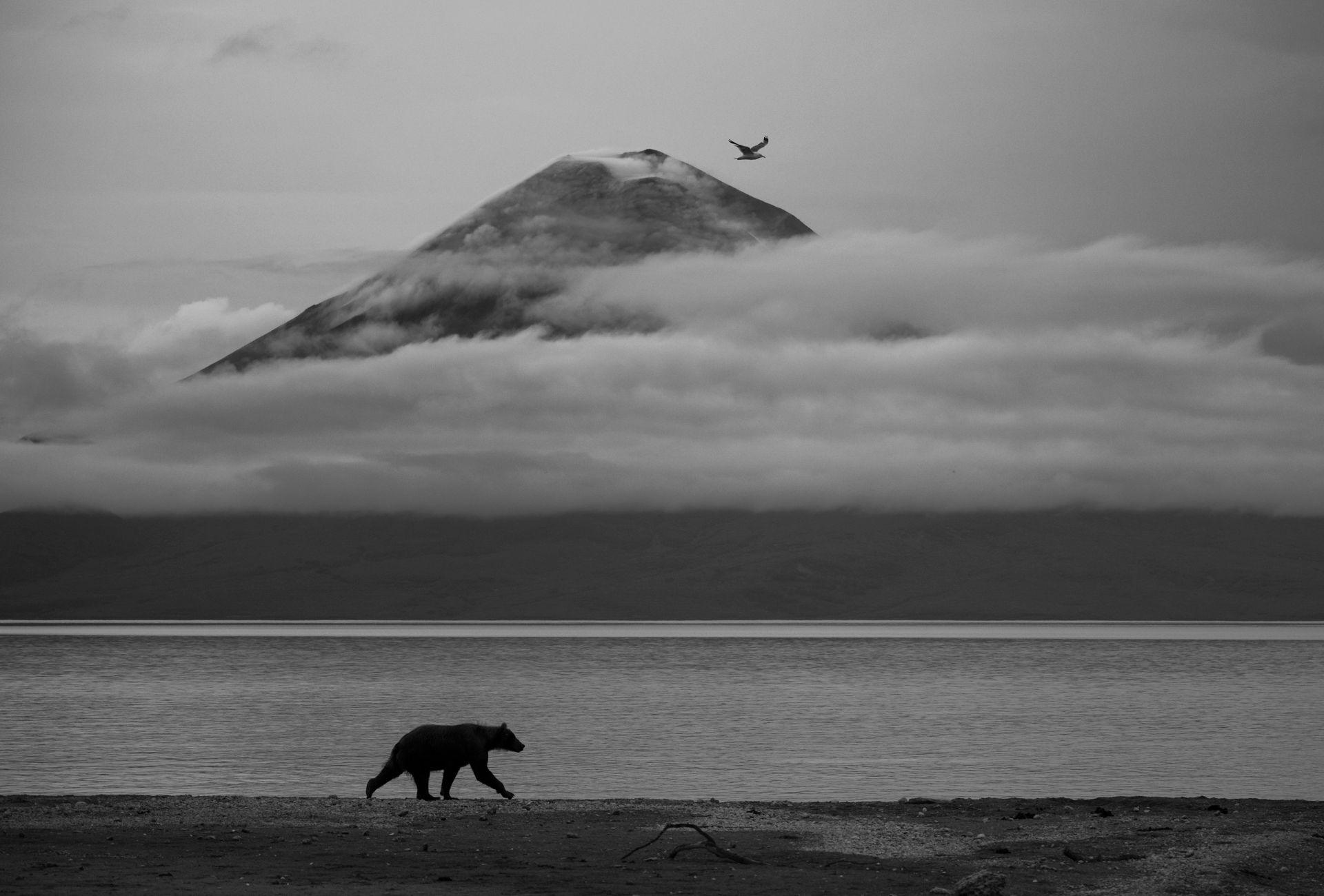 A brown bear walks along the shore of a lake with the Iliinsky volcano in the distance. A layer of clouds swirls around the volcano’s summit as a gull passes, aligned with the volcano’s summit.