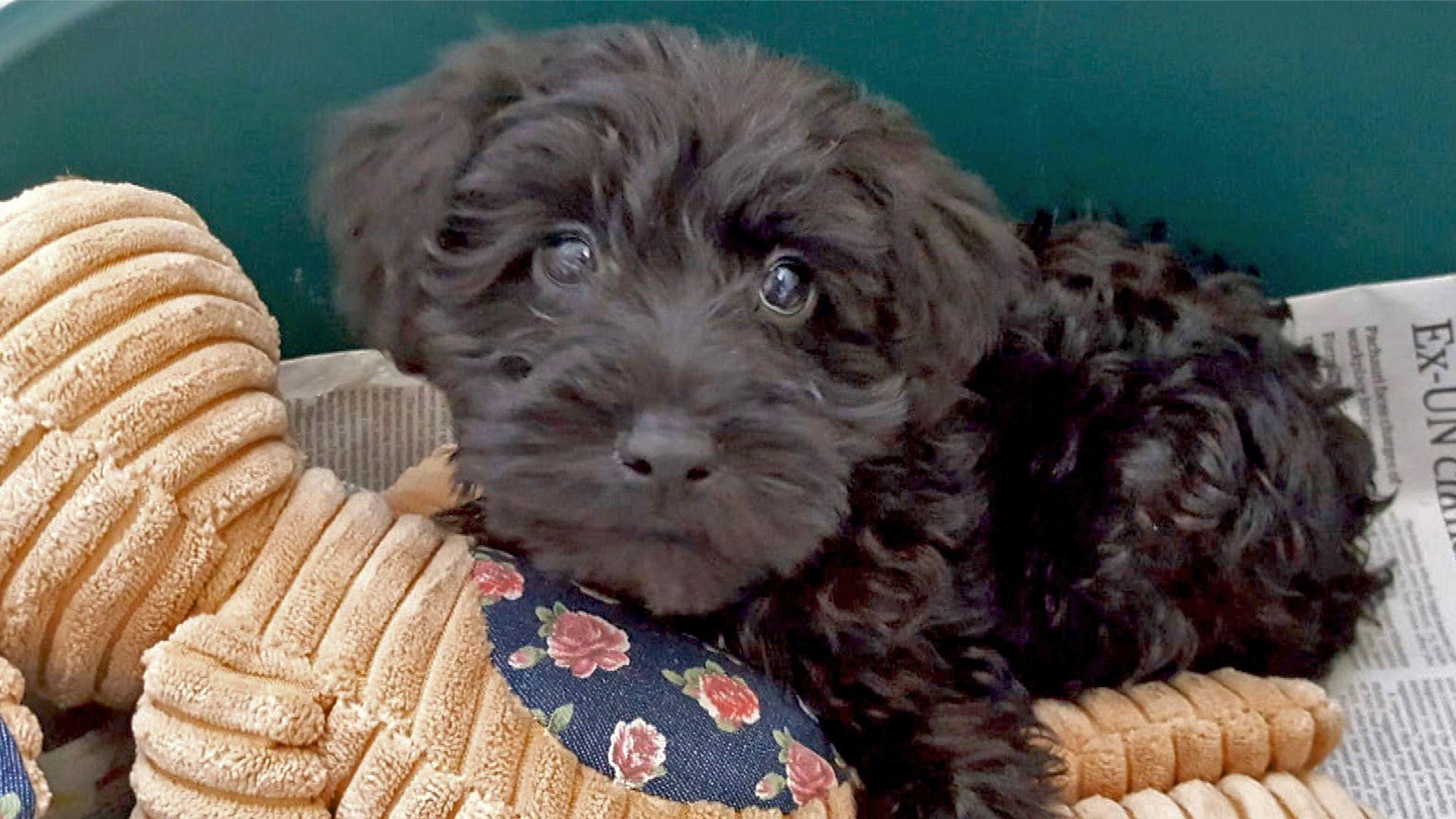 A small black dog with curly fur lies on a beige plush toy adorned with a floral fabric patch. The dog gazes directly at the camera with large, expressive eyes. In the background, a green container and a piece of newspaper with partial text are visible.