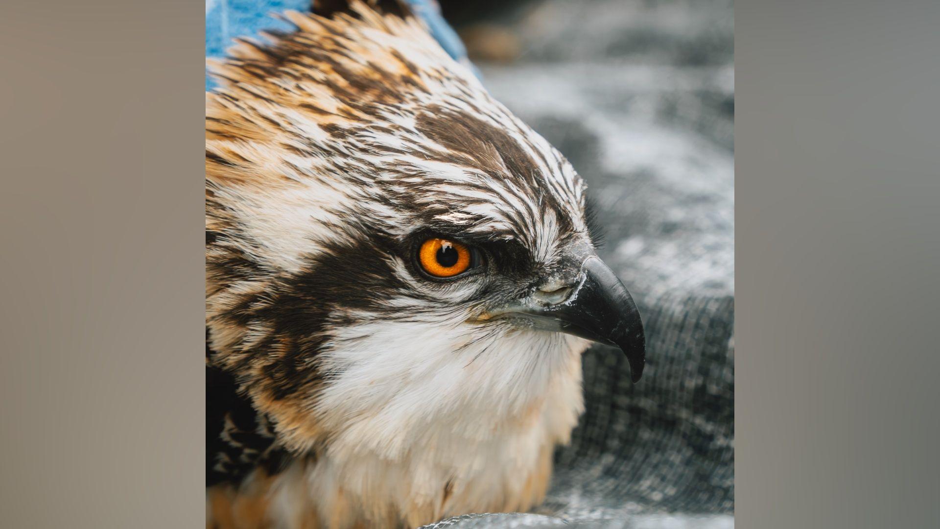 A close-up of an osprey pictured at Foulshaw Moss Nature Reserve in Cumbria. Just the head of the osprey is visible, with its beak pointing to the side of the frame and the orange eye looking down the camera. The plumage is a mixture of black, white and terracotta coloured feathers.
