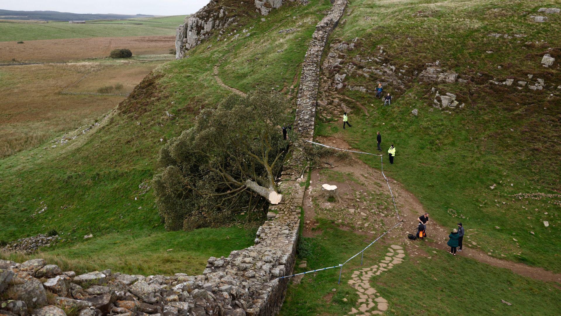 Coeden wedi ei thorri