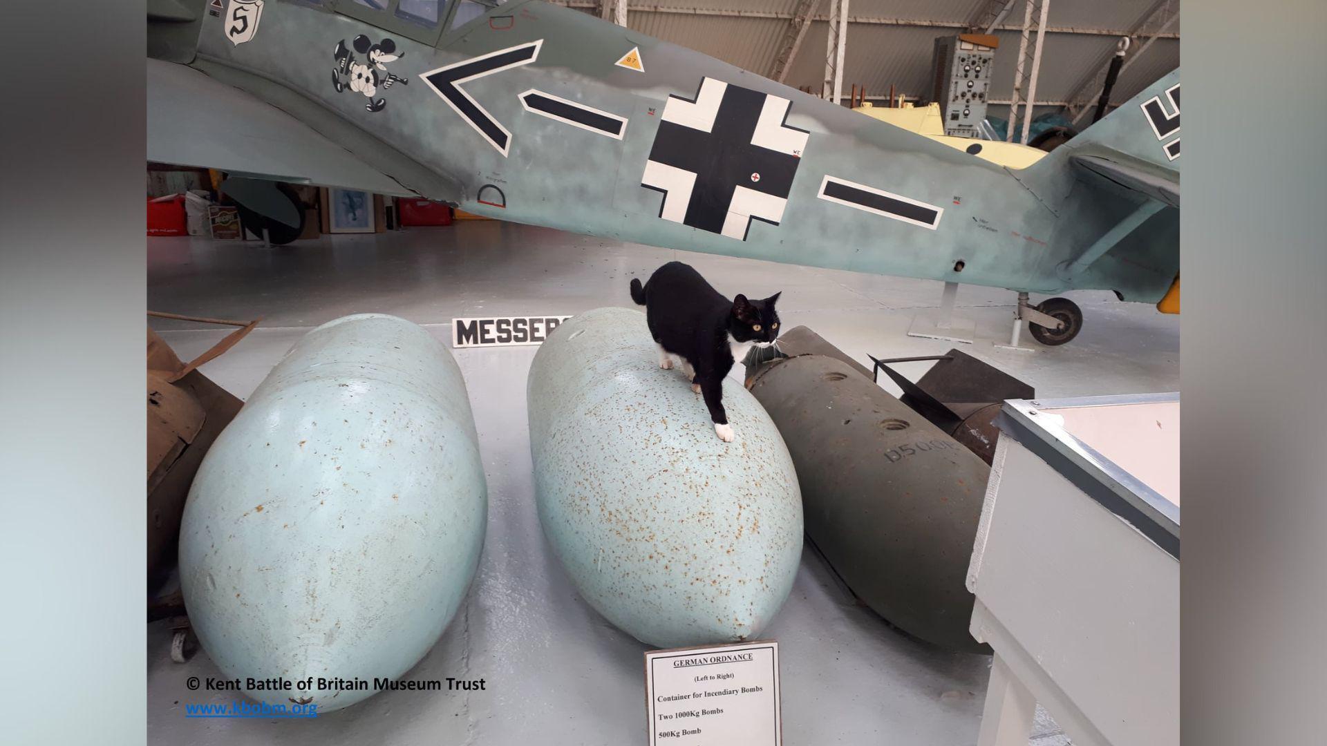 A black and white cat standing on an ordnance which is in a museum display. There is another ordnance and a display German warplane.