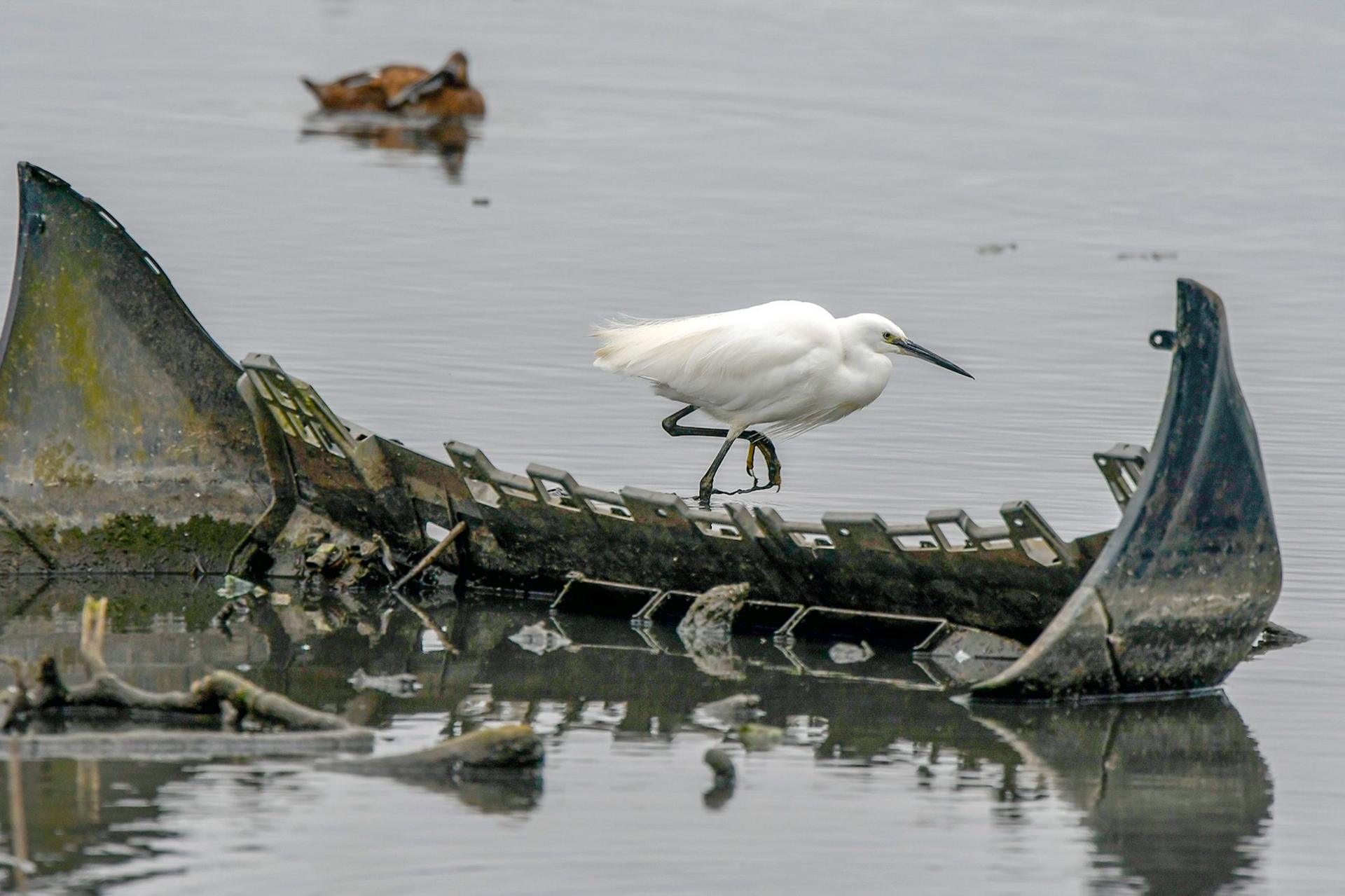 A white bird resting on a car part