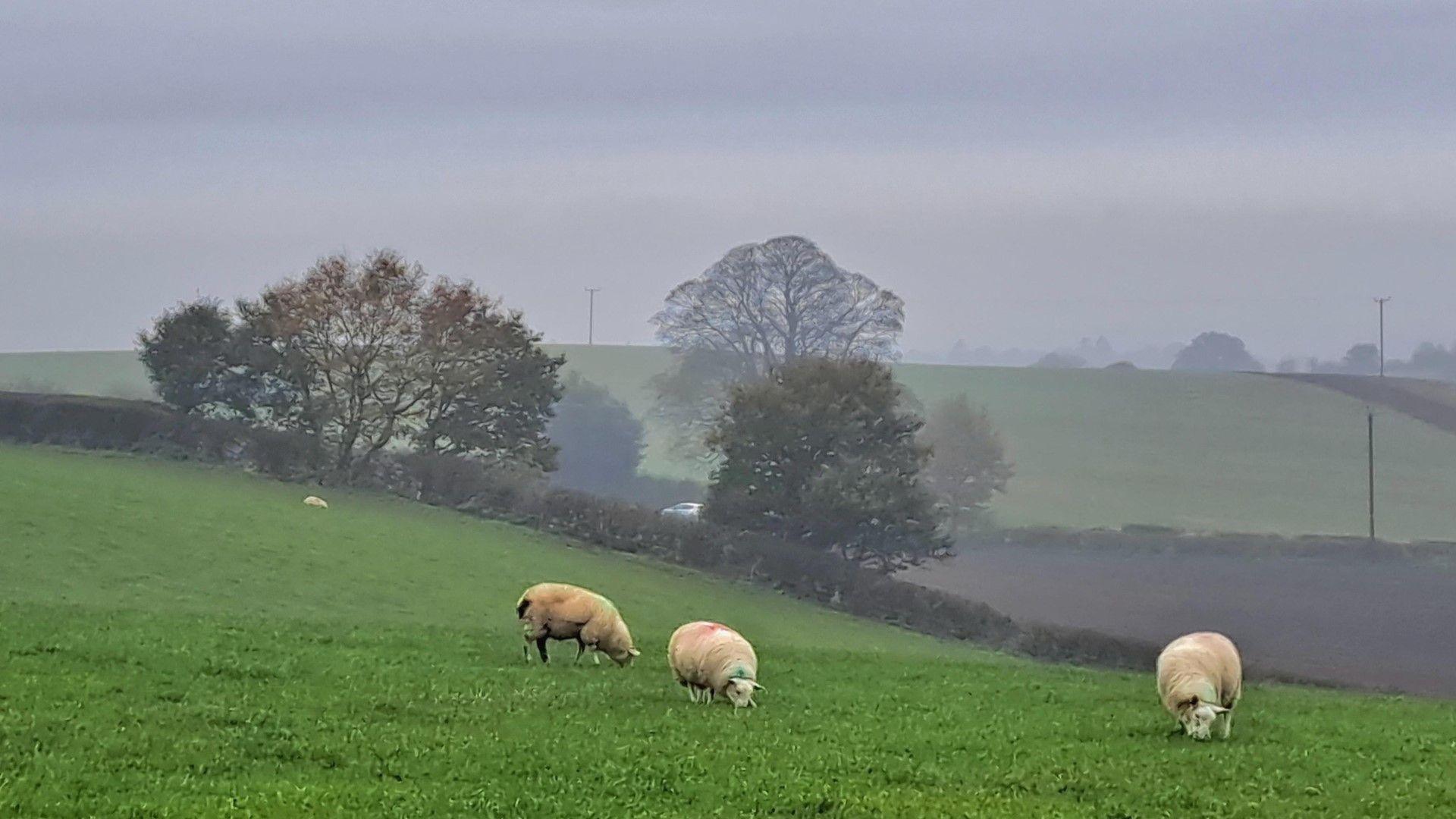 Three sheep in a field on a grey and misty day