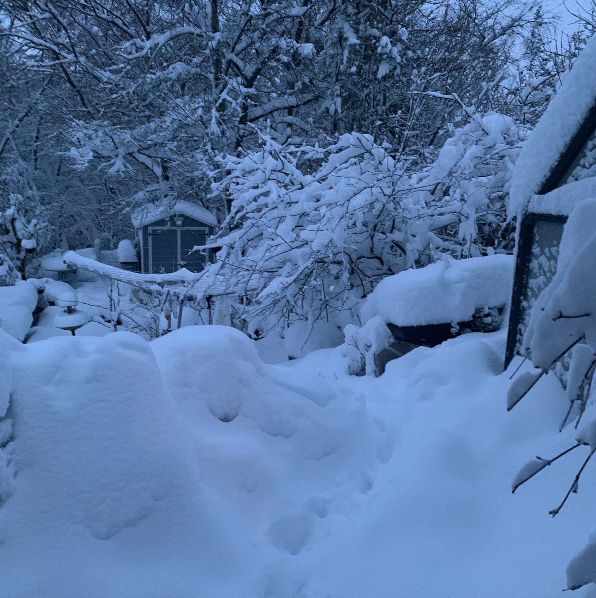 Very deep snow in a garden, with a shed in the background. 