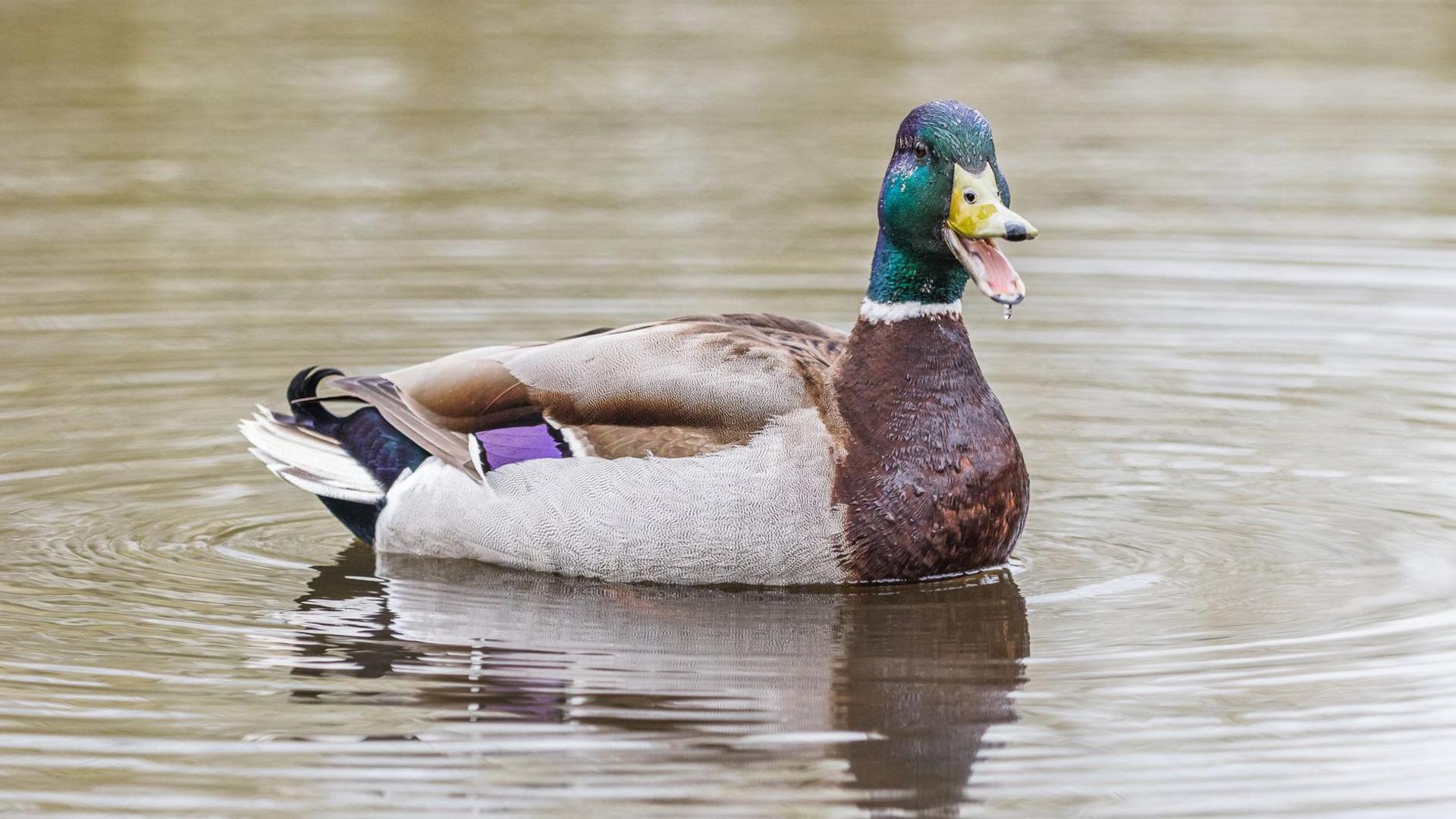 A close up of a brown duck with a green head. Its yellow beak is open and there are ripples around it in the water it is swimming on.