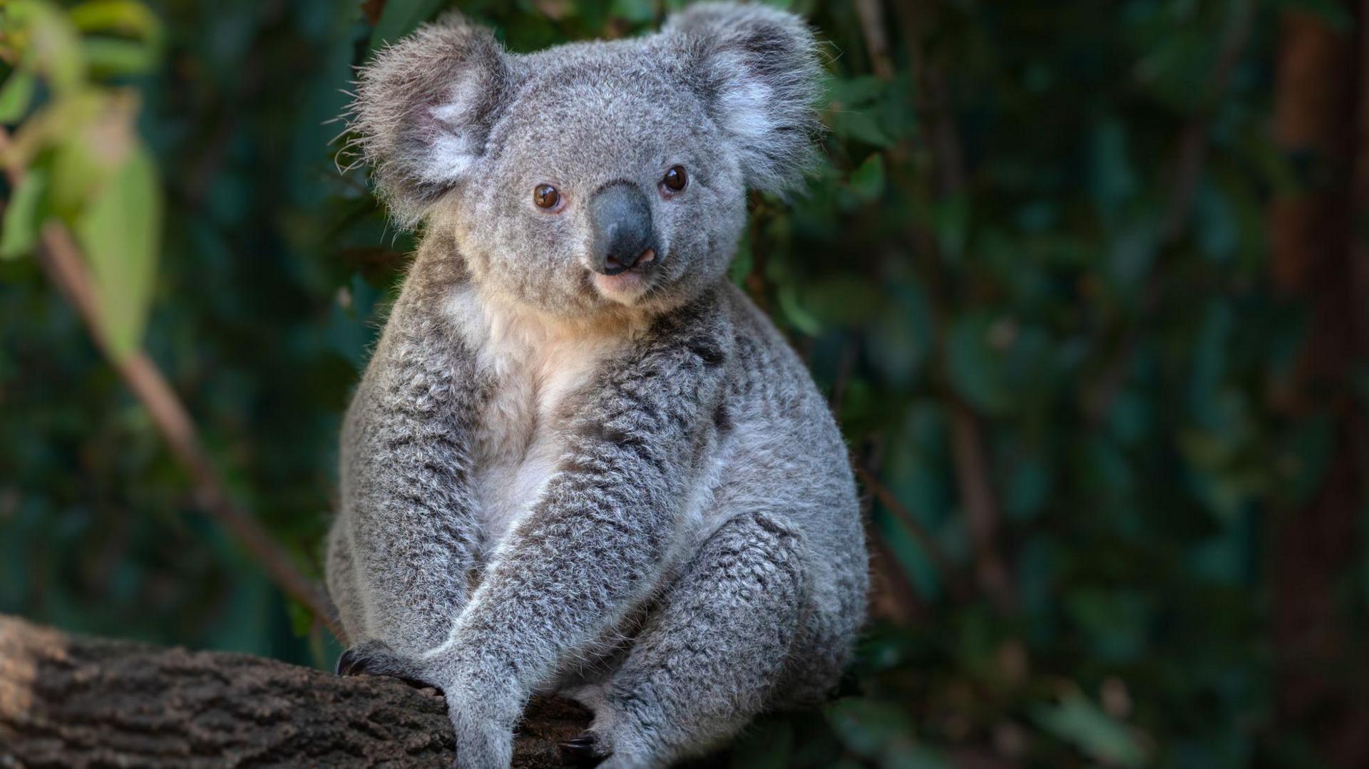 Koala eat eucalyptus tree leaves - stock photo
Koala (Phascolarctos cinereus) eat eucalyptus tree leaves