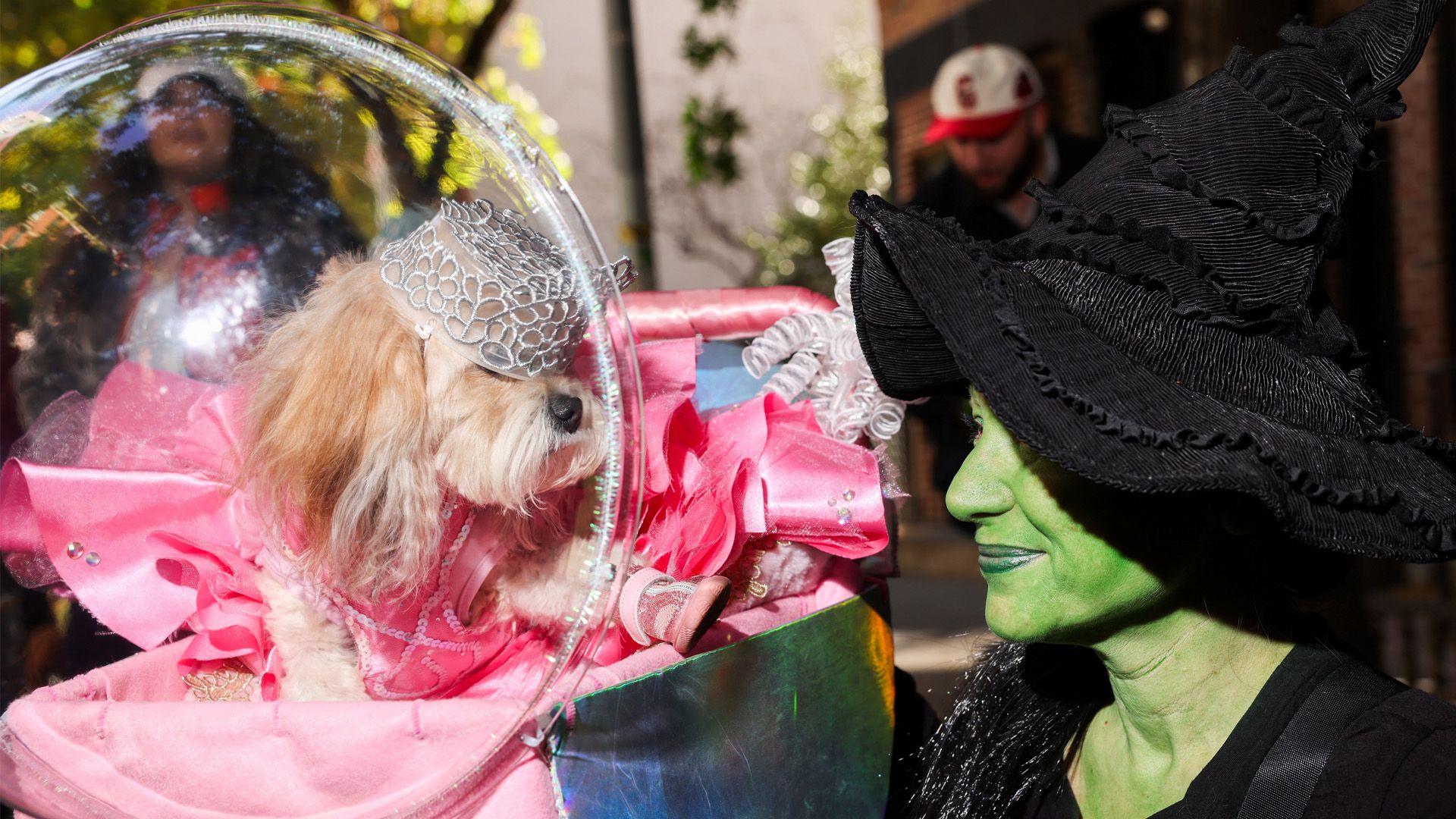 dog dressed up as wicked