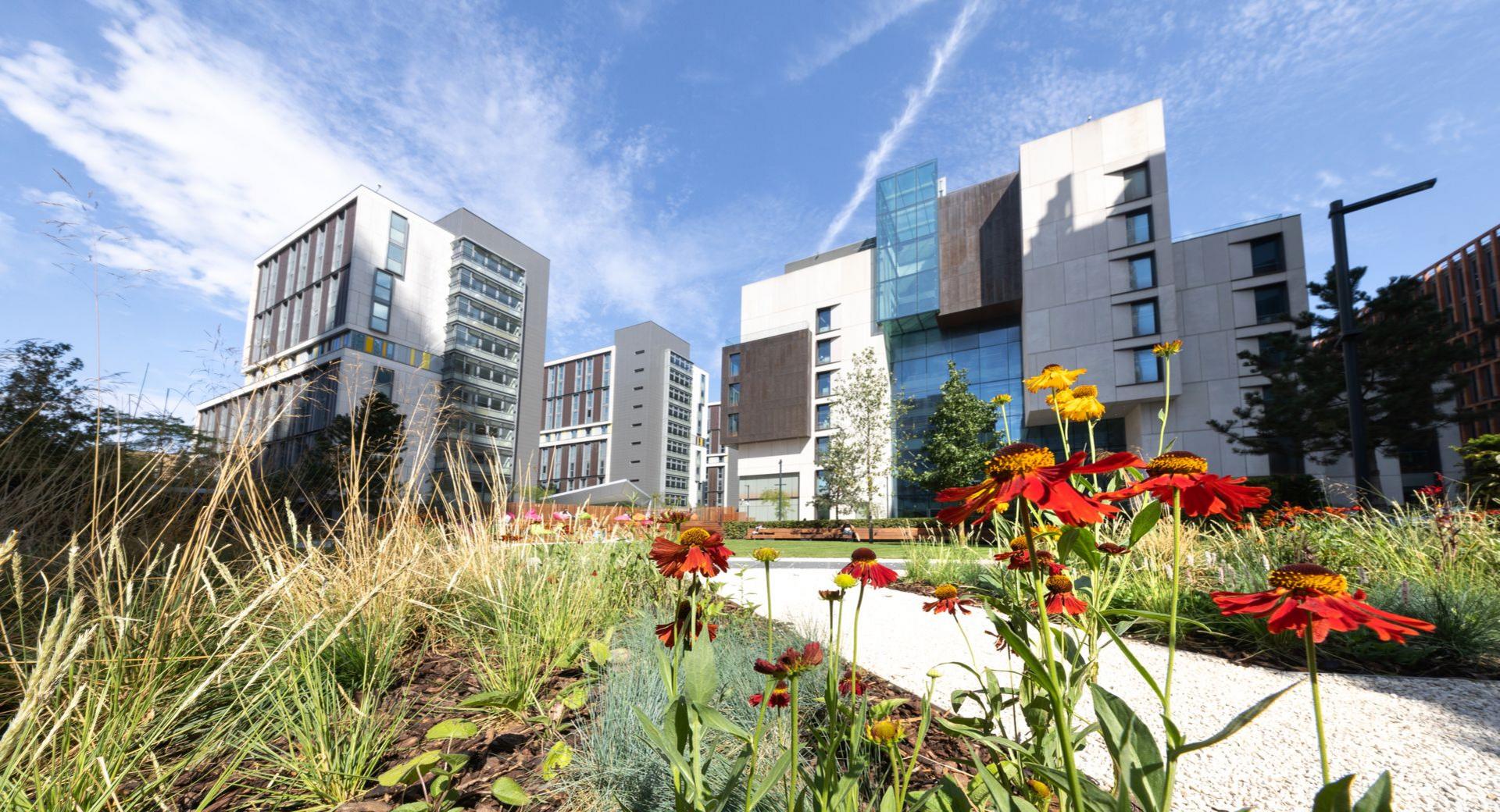 An image of a pathway in between flowers with buildings in the foreground.