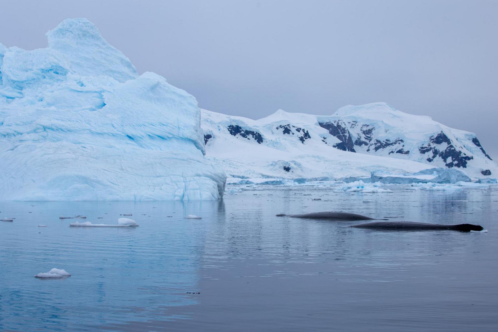 Two whales 'snoozing' at the surface close to an iceberg in Antarctica