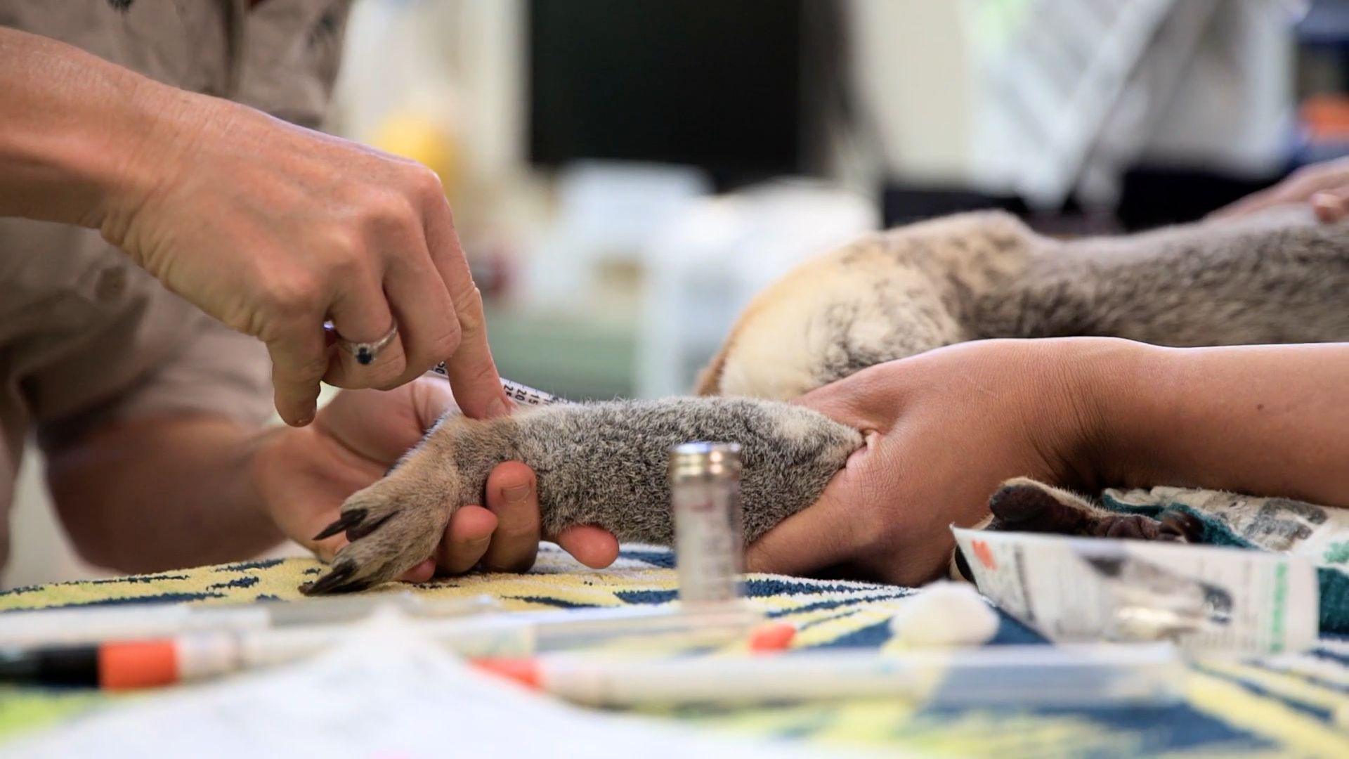 A woman's hand administers a needle to a koala's leg while another hand holds it still