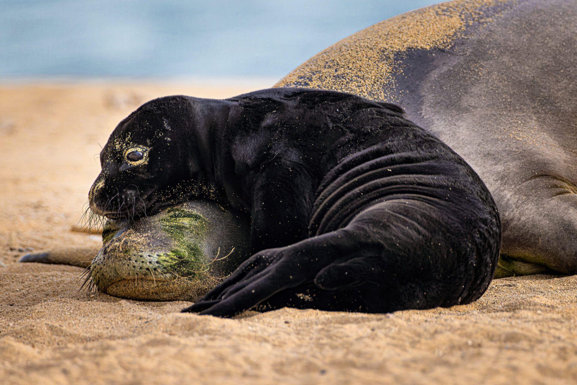 A Hawaiian monk seal called Kaiwi rests with her black, week-old pup lying on her head. 