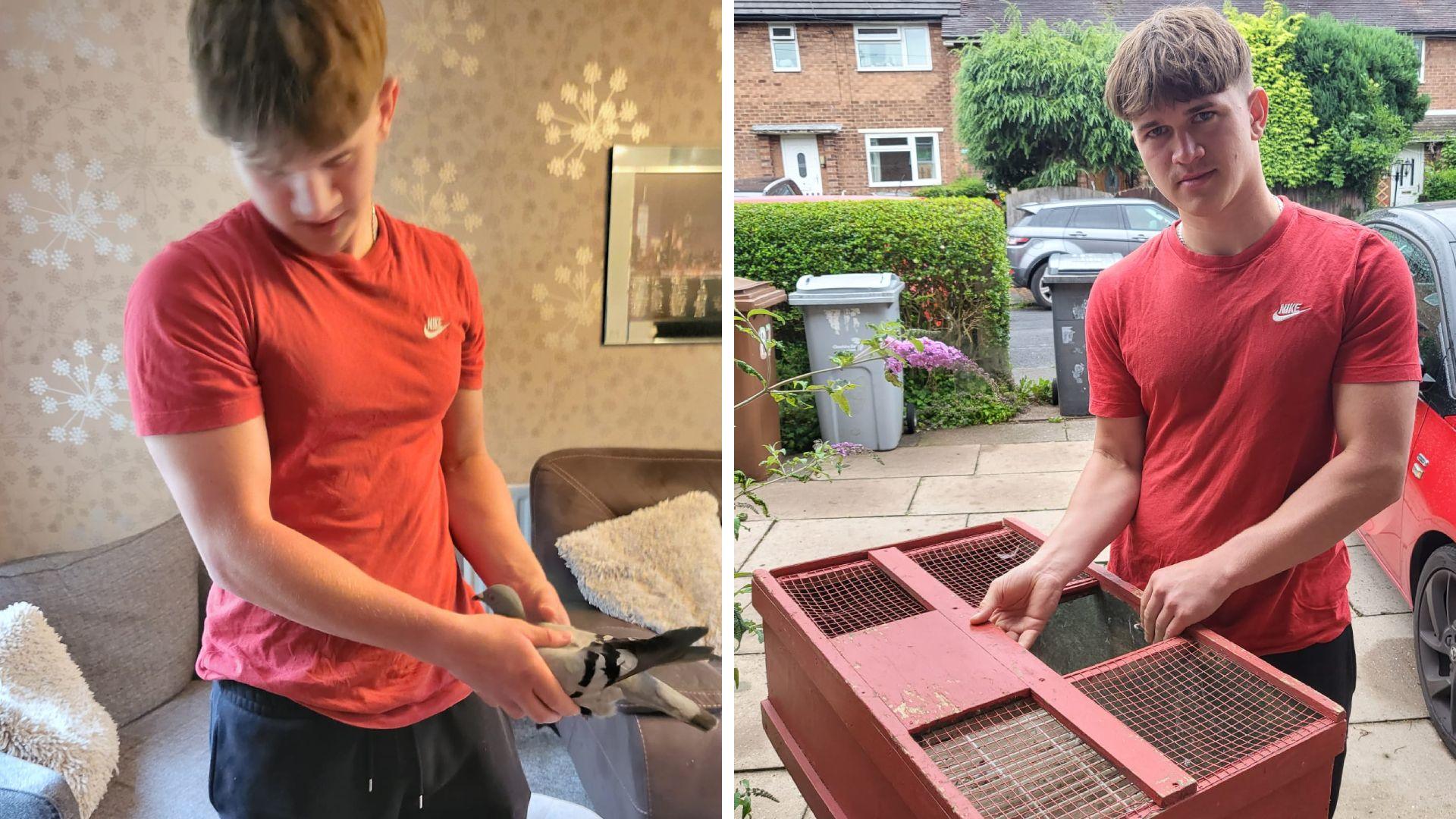 Two images. Left, a man in a red t-shirt with a white left chest logo is holding a pigeon in a living room. Two grey armchairs can be seen behind him with fluffy white cushions on them. Right, the same man is holding a red wooden pigeon pen. One lid is open. He is standing in a driveway complete with three wheelie bins, a red car and a trimmed hedge. Houses can be seen in the distance over the other side of the road.