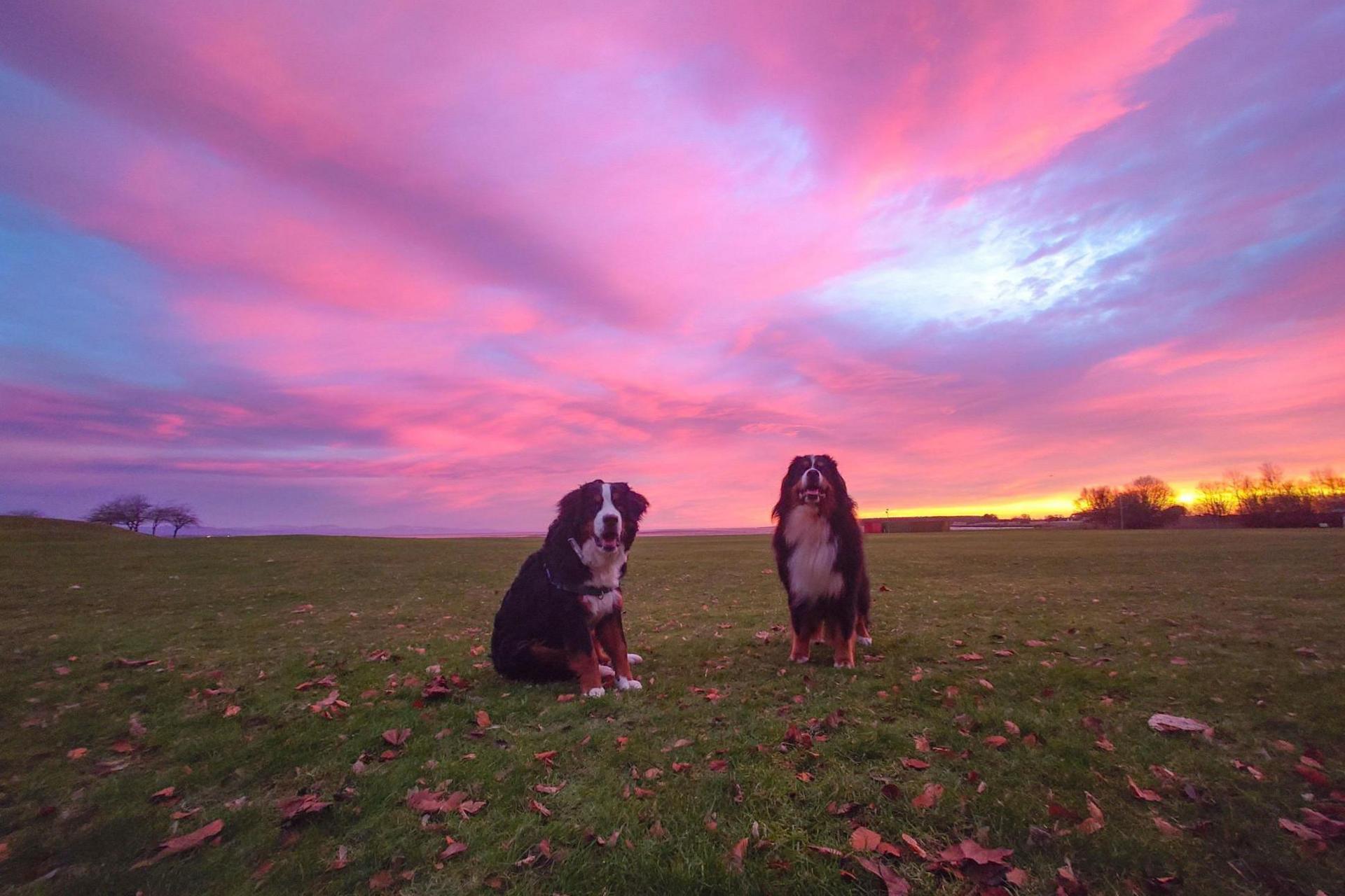 Two Bernese dogs sit in a big grassy field with leaves scattered across it. The sky above the dogs is pink and blue.