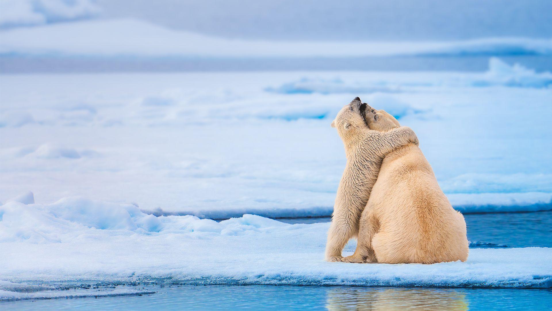 polar bear and cub cuddling
