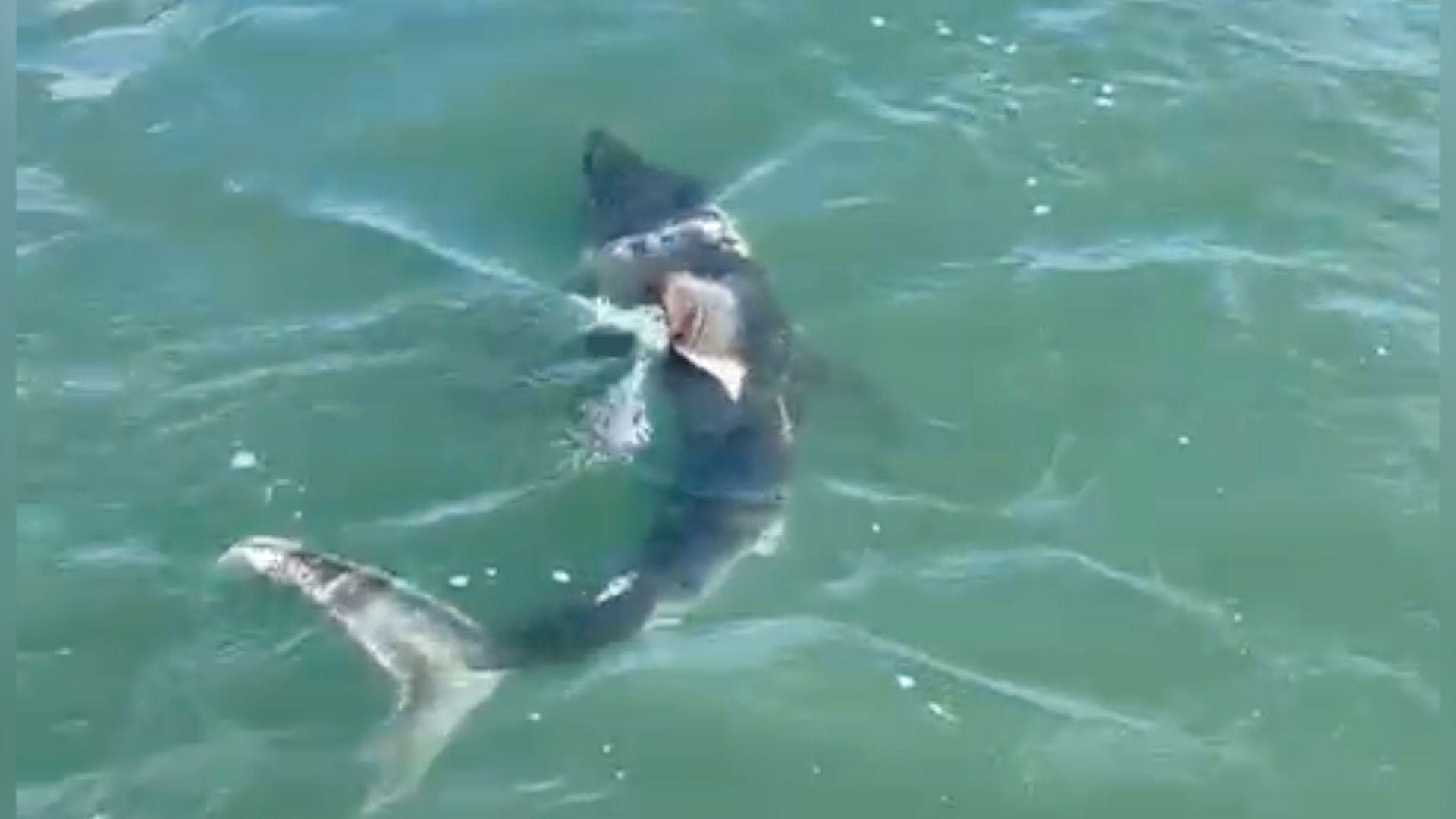 Shark swimming in water