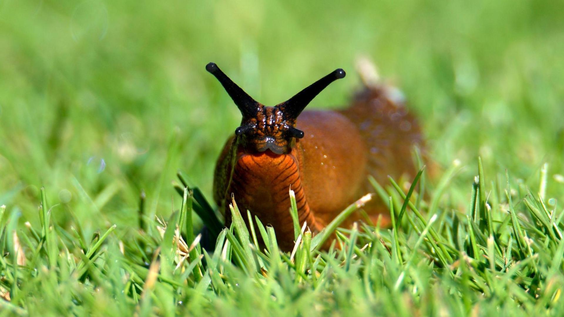 Slug in the grass. 