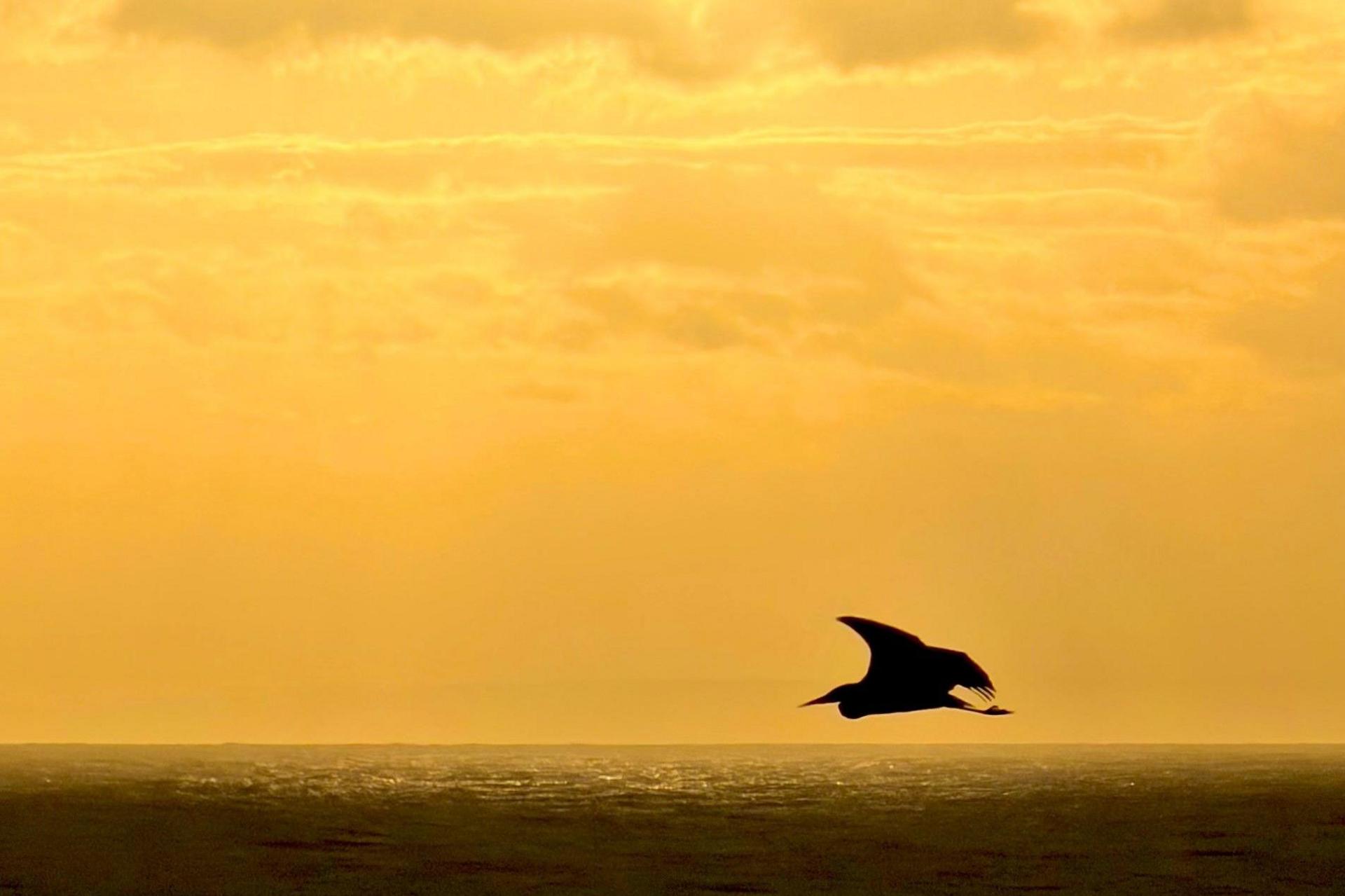 A silhouette of a bird flying above calm sea under a golden sunset sky.