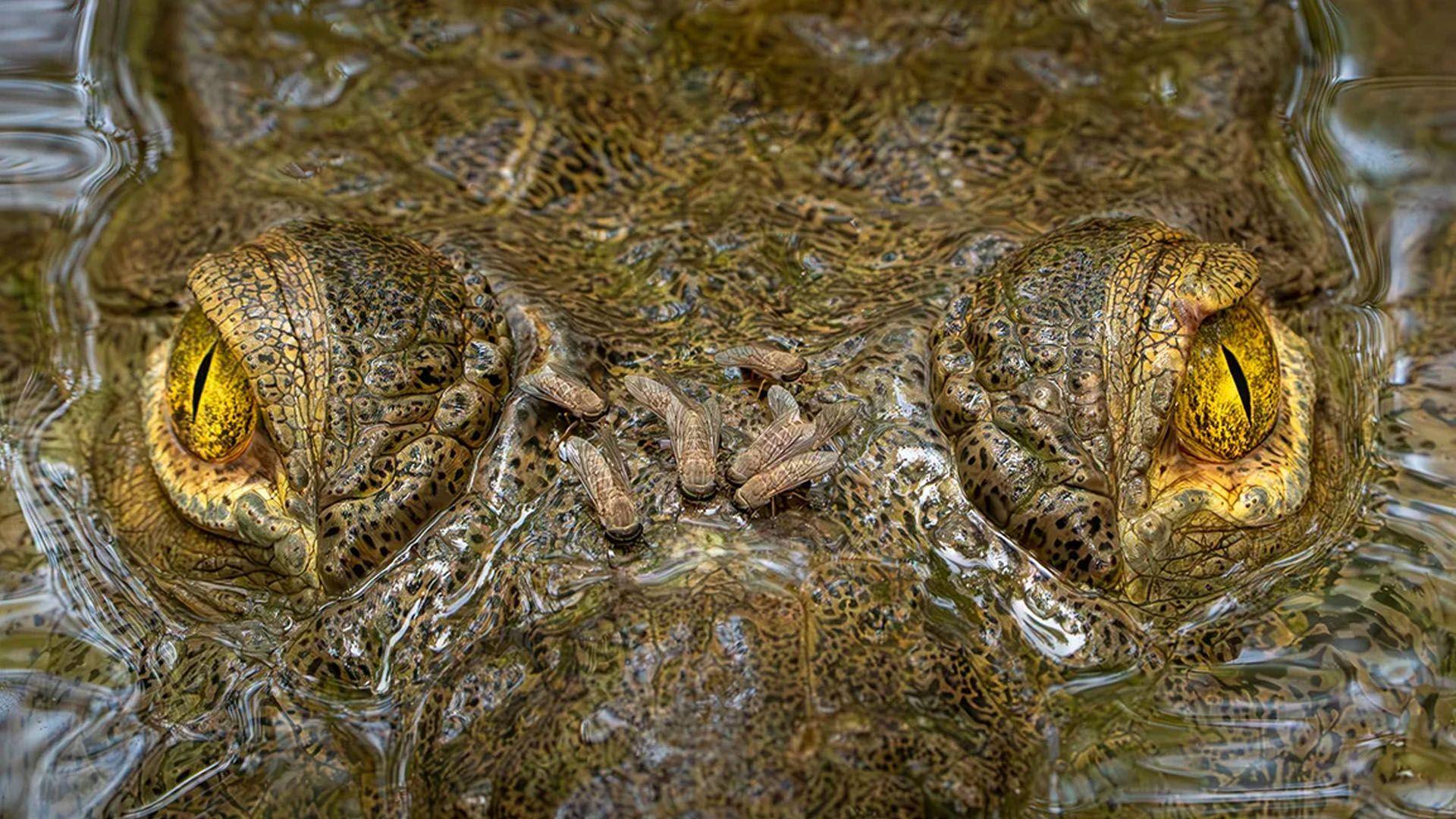 a group of flies sit on the nose of a crocodile half submerged in water