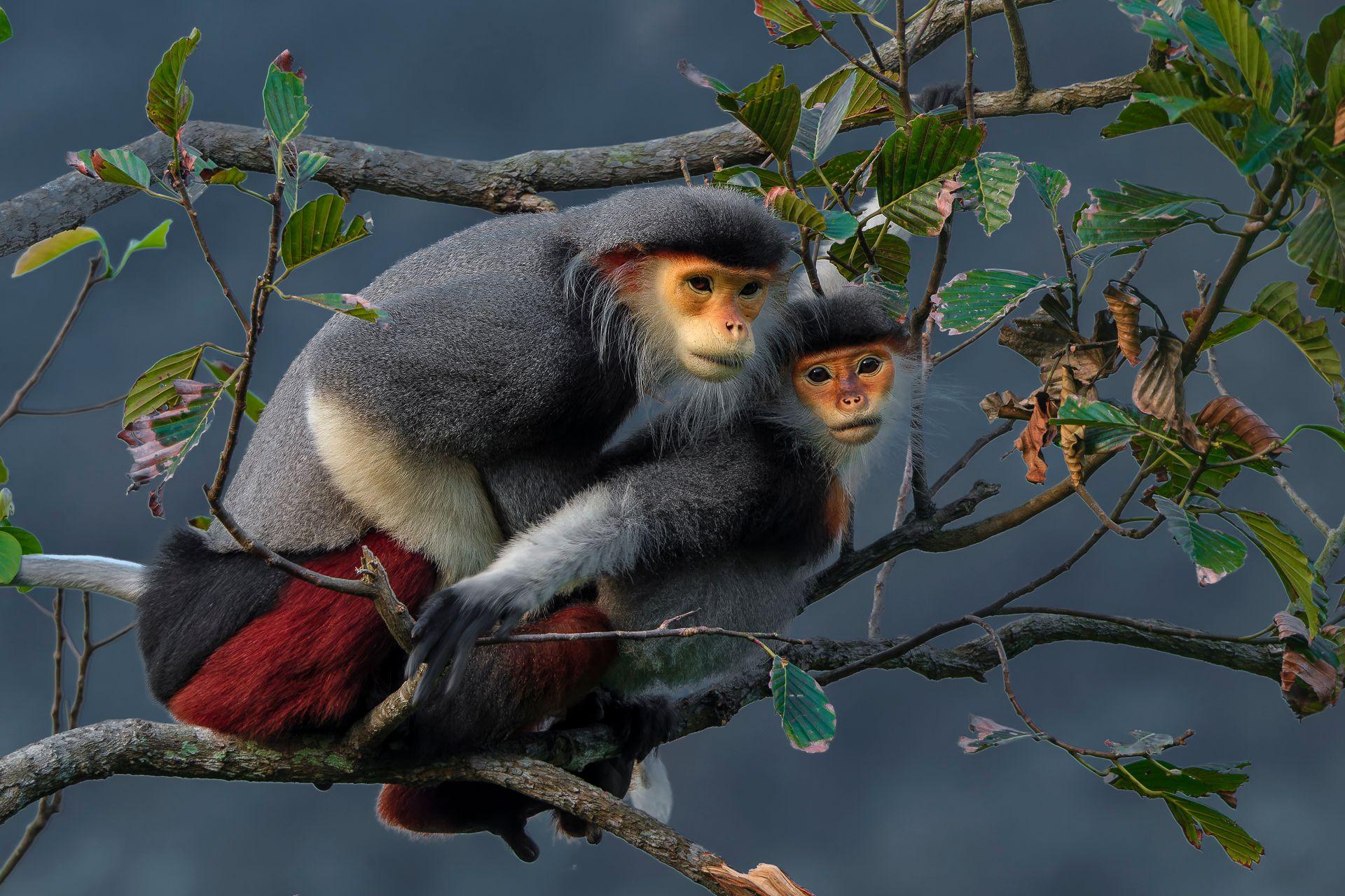 Two red-shanked douc langurs sit closely together on a tree branch, their vibrant red legs and white beards striking against the green foliage. 