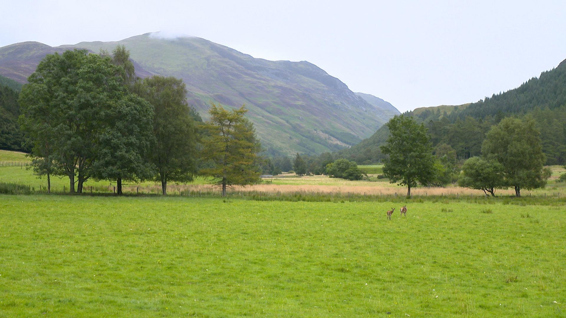 Fèidh ann an Gleann Lìomhann