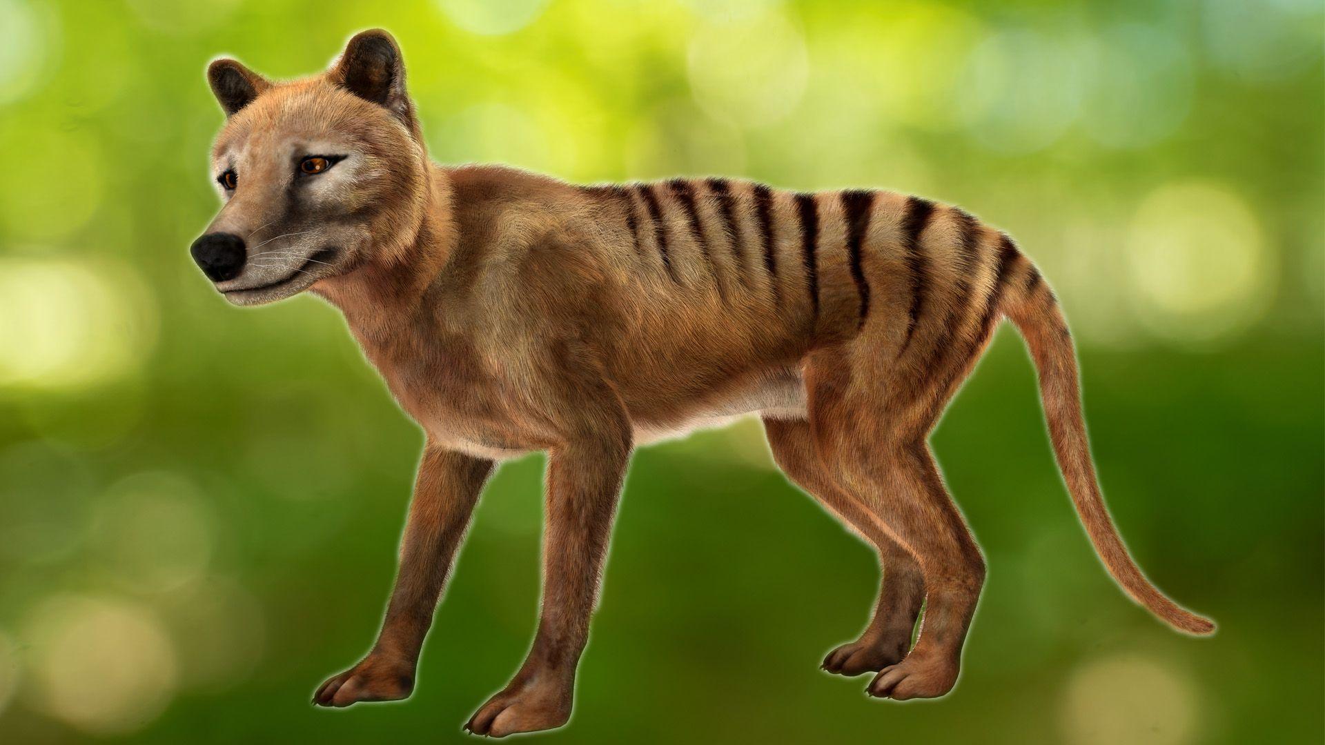 tasmanian tiger