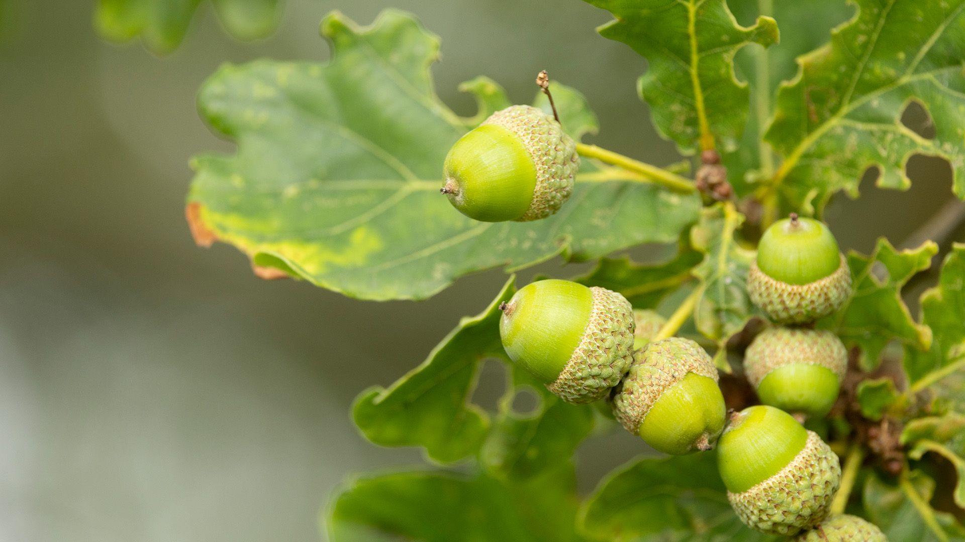Green acorns on an oak tree