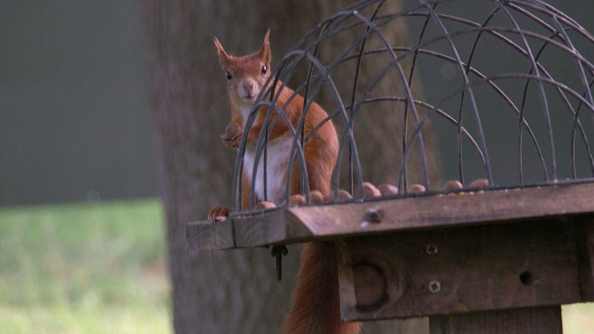 Red squirrel holding nut looks at camera
