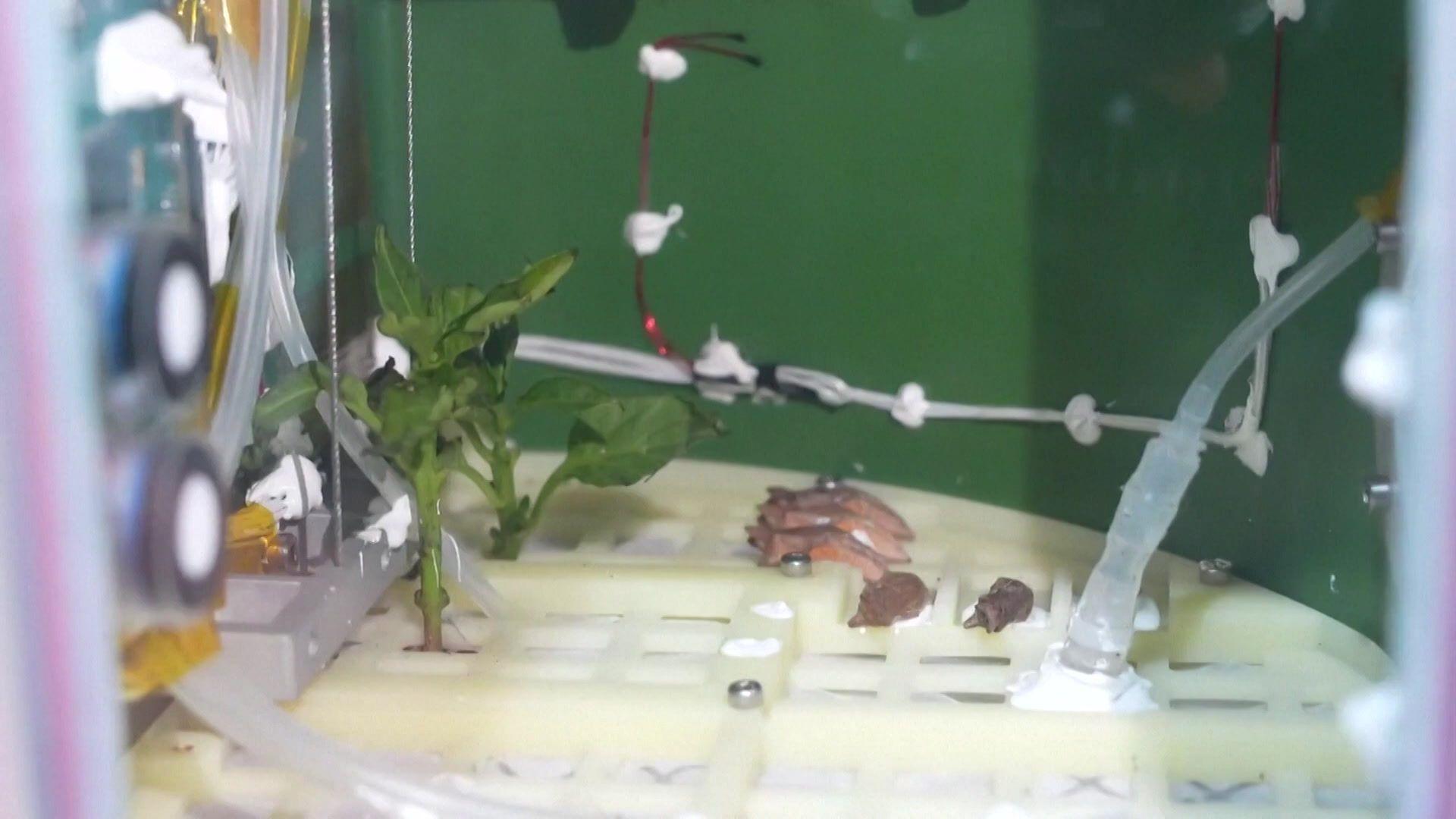 butterflies in their chrysalis in a container