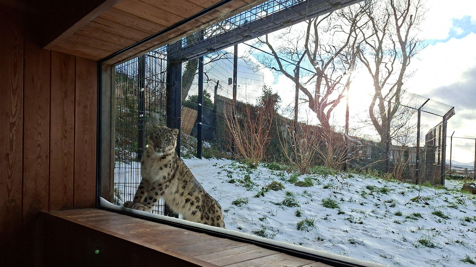 Llewpart yn Sw Mynydd Bae Colwyn