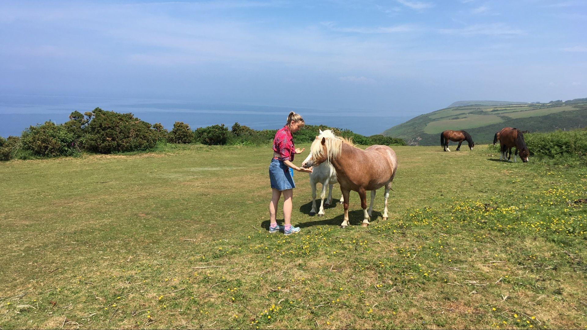 Nia yn bwydo'r ceffylau yng Nghaerllan uwchben Cwmtydu