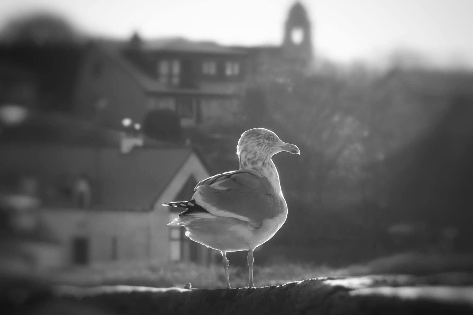 The picture has been taken in back and white. The gull is standing on a wall and buildings of Portmahomack are in the background.