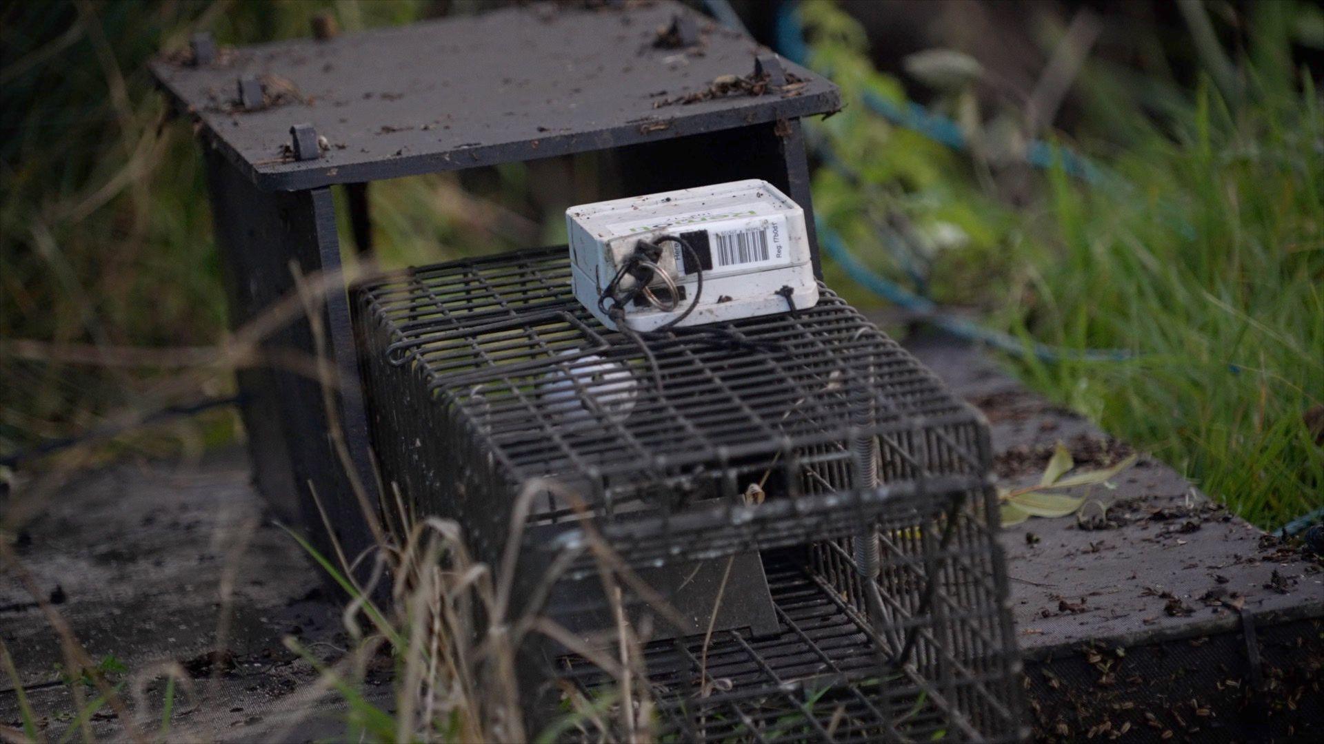 A smart trap which sends alert messages when mink are caught